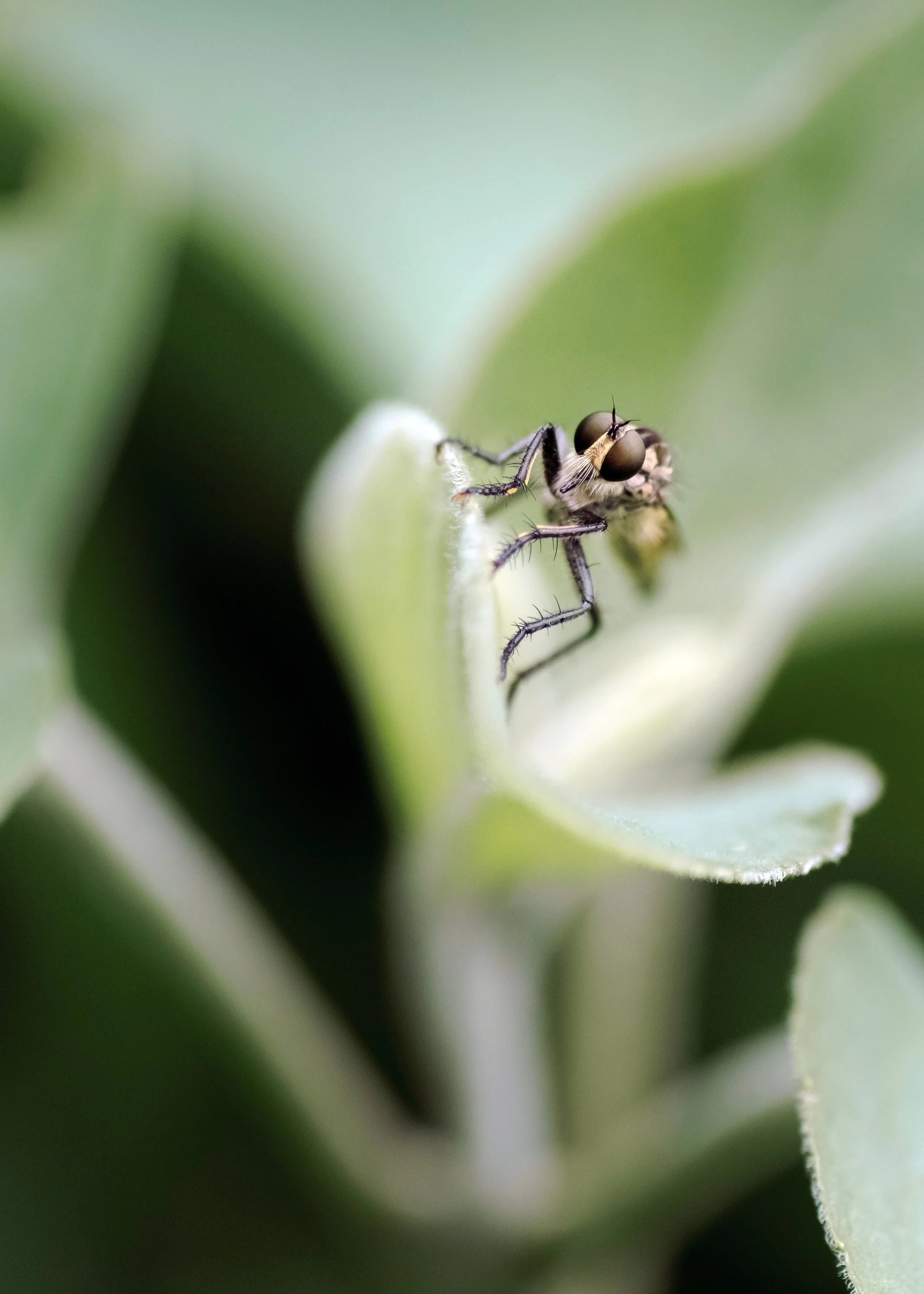 Robber Fly Between Robberies, Tokyo, 2022
