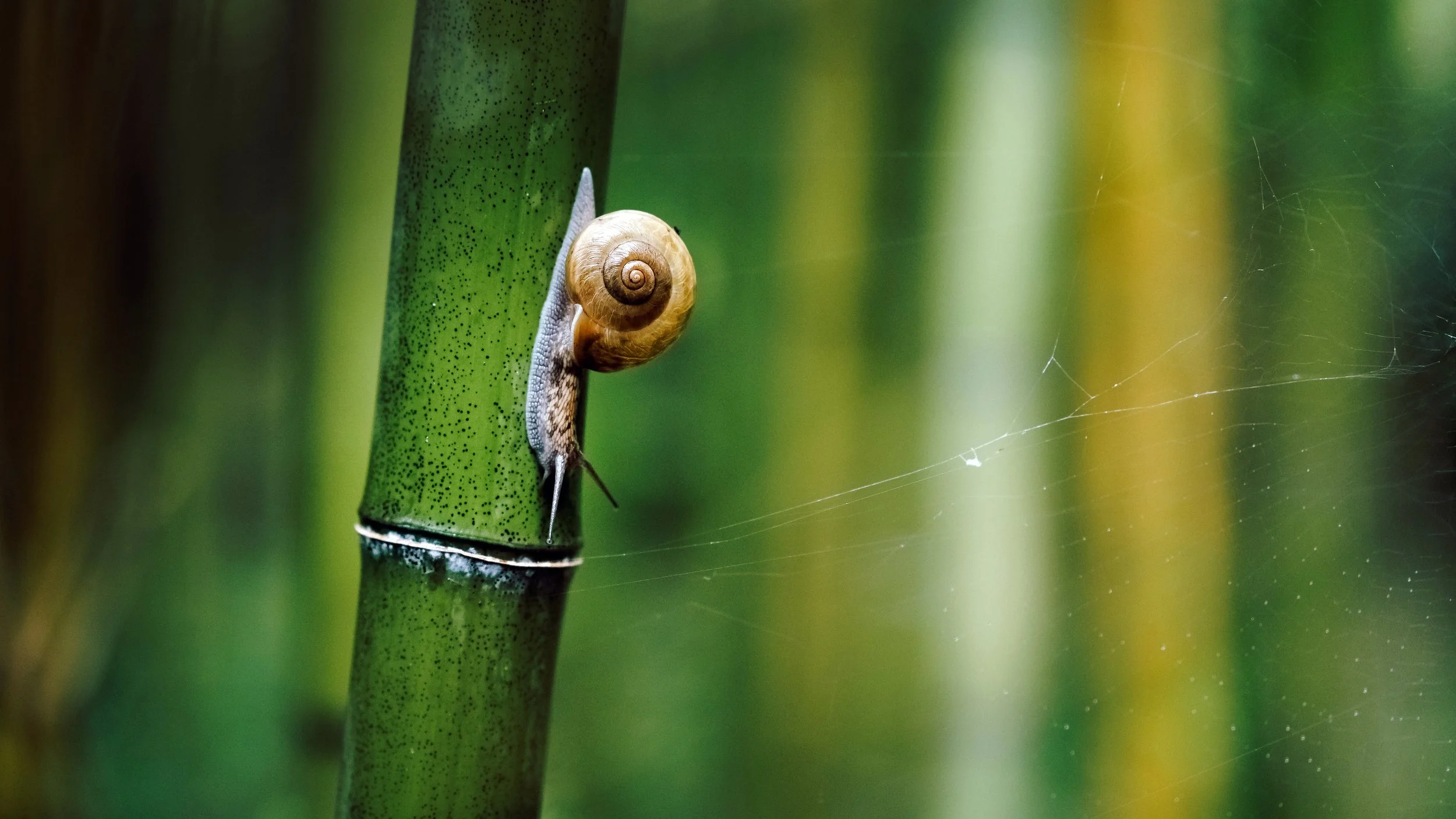 Slow Travel, Kyoto Style, Japan, 2015