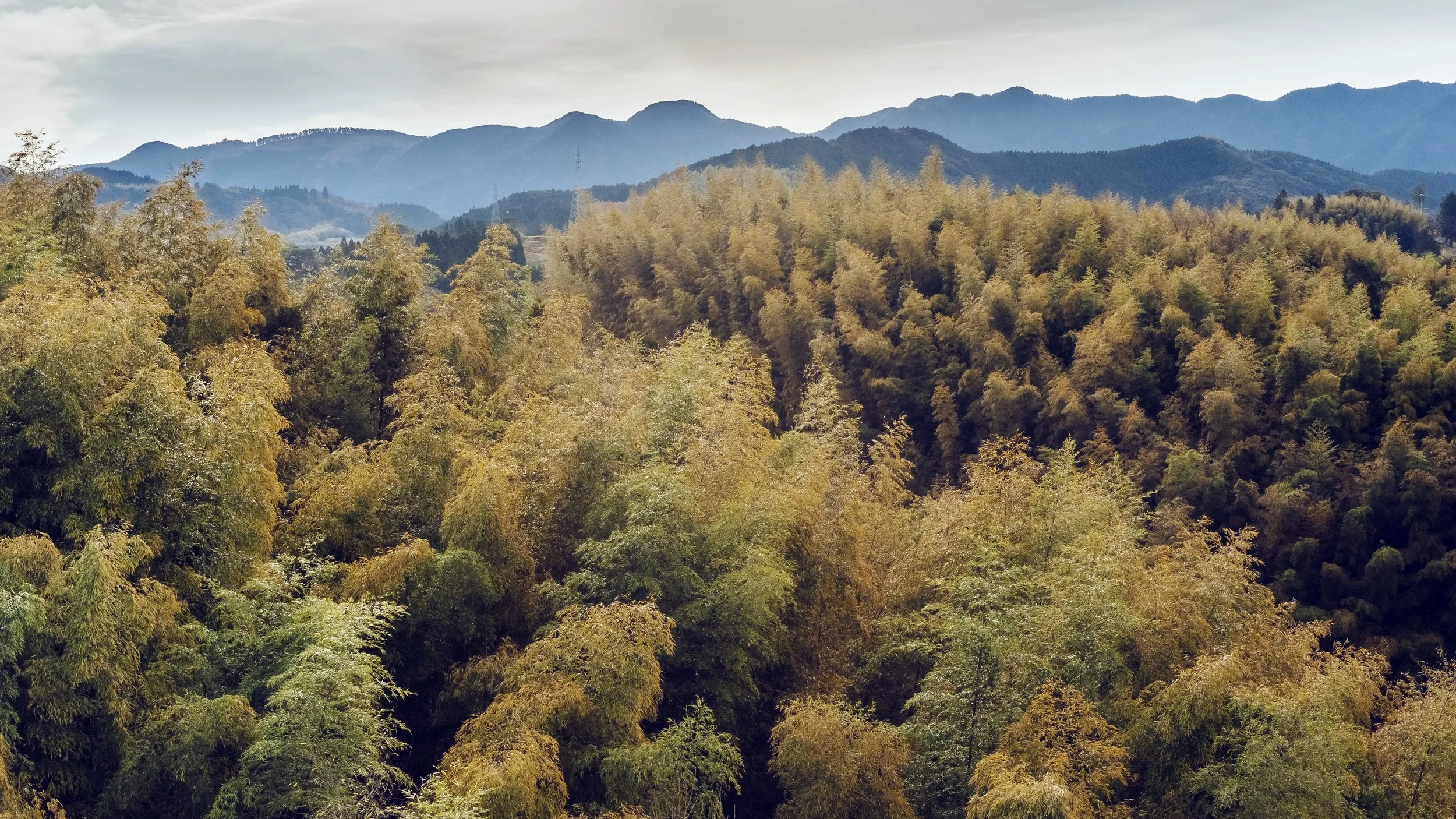 Golden Bamboo on the Long Road to Kumamoto City, Japan, 2020