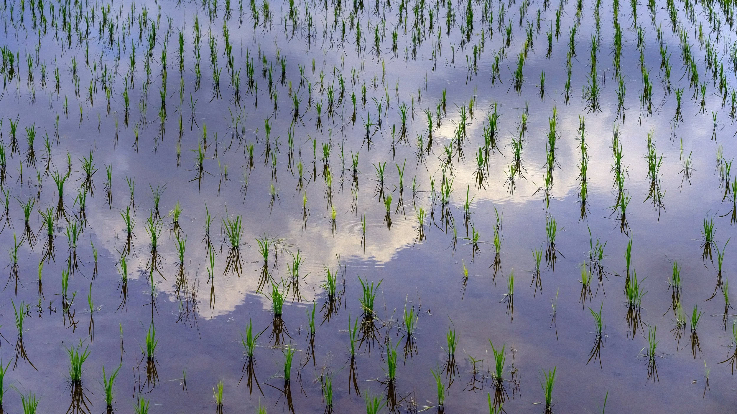 Rice Seedlings & Summer Clouds, Ibaraki Prefecture, Japan, 2021