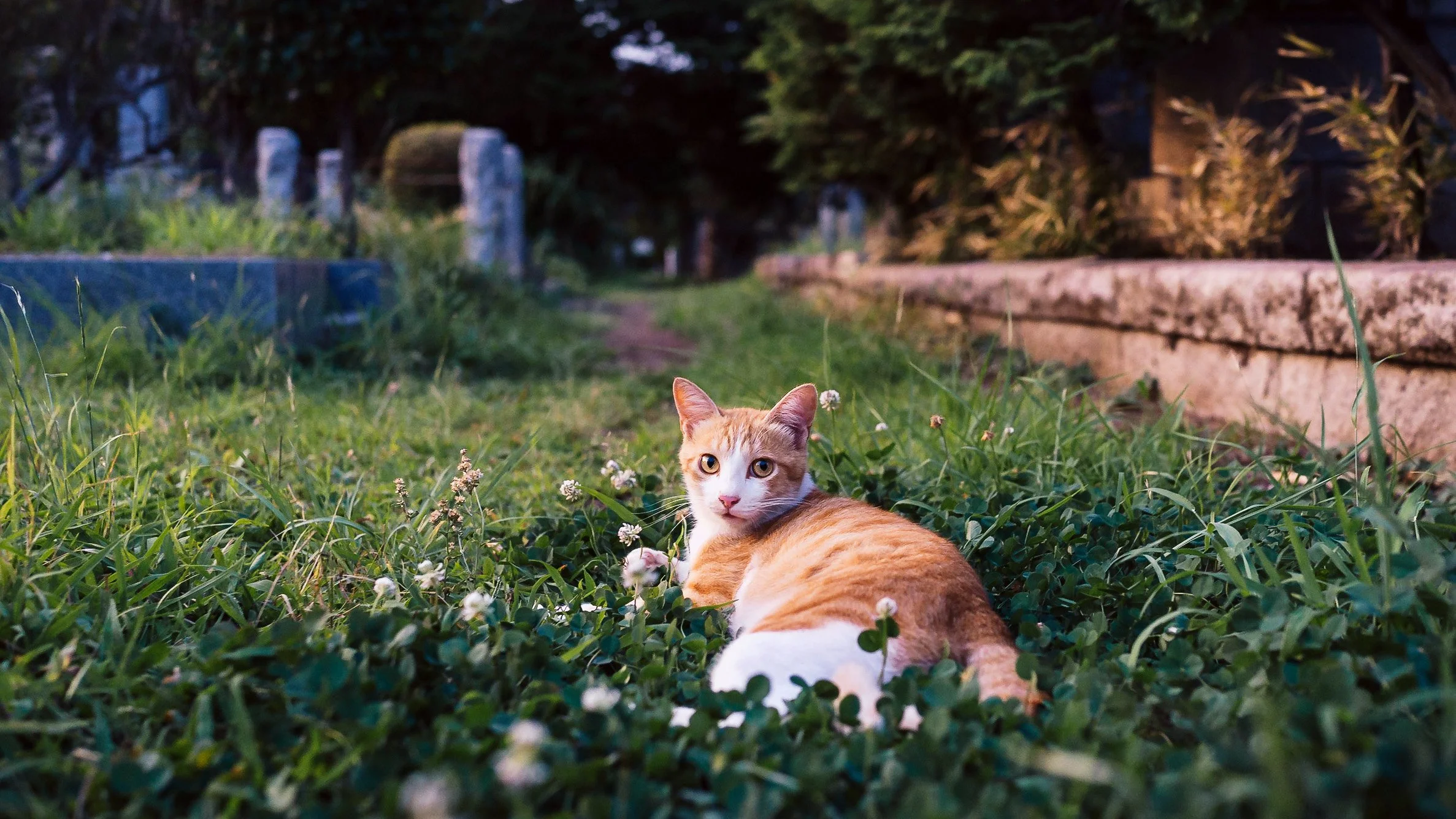 An Early Encounter with Pi-Chan, A Cemetery Stray, Tokyo, 2019