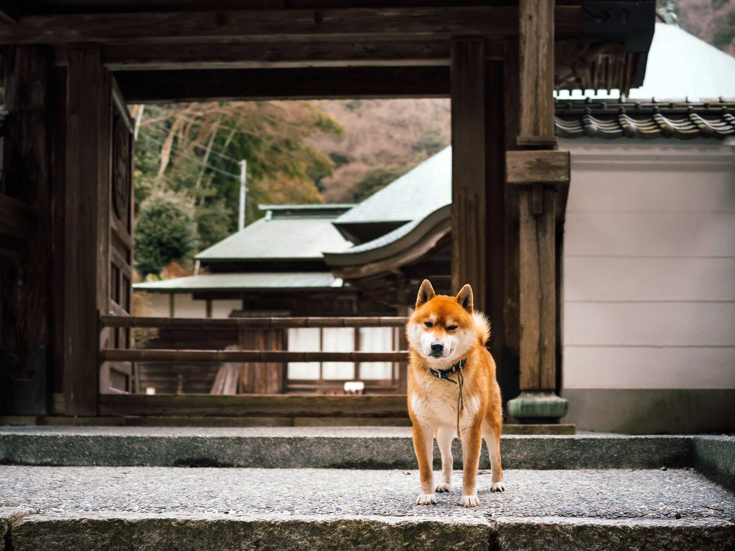 Temple of the Dog, Kōryū-ji, Saijō, Japan, 2017