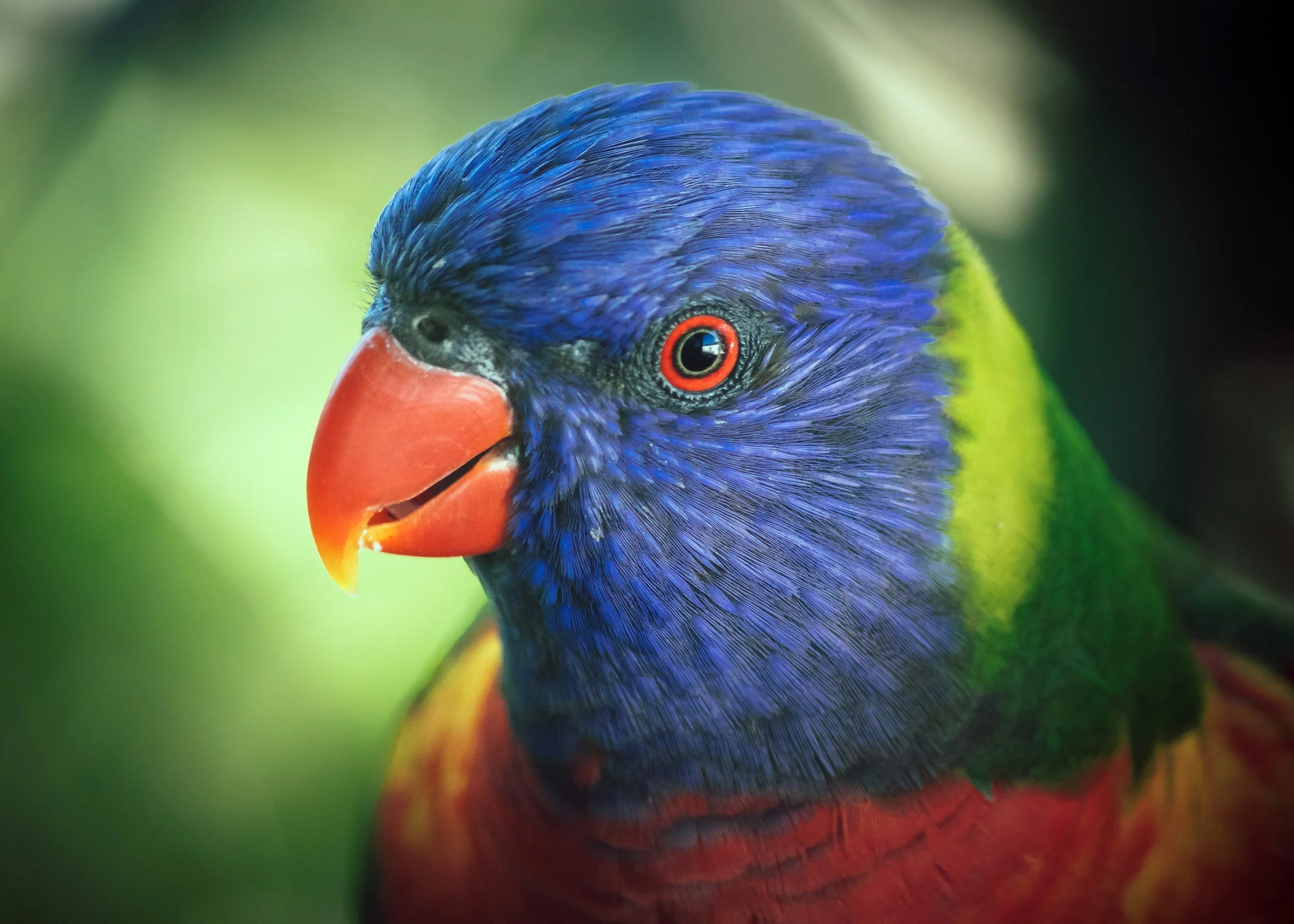 Rainbow Lorikeet Portrait, Deagon, Brisbane, 2019
