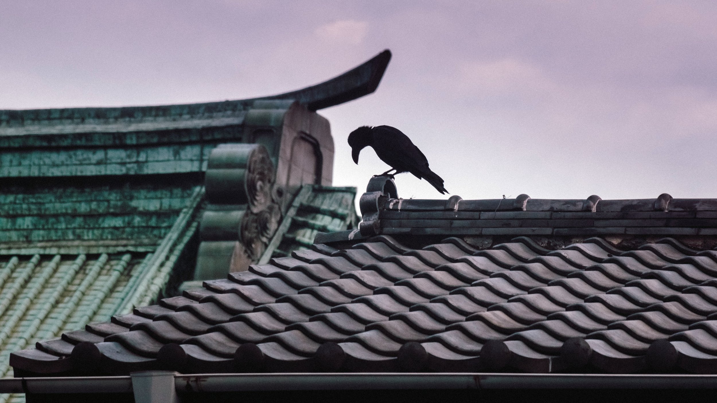 Shadow on a Temple Roof, Gokoku-Ji, Tokyo, 2019