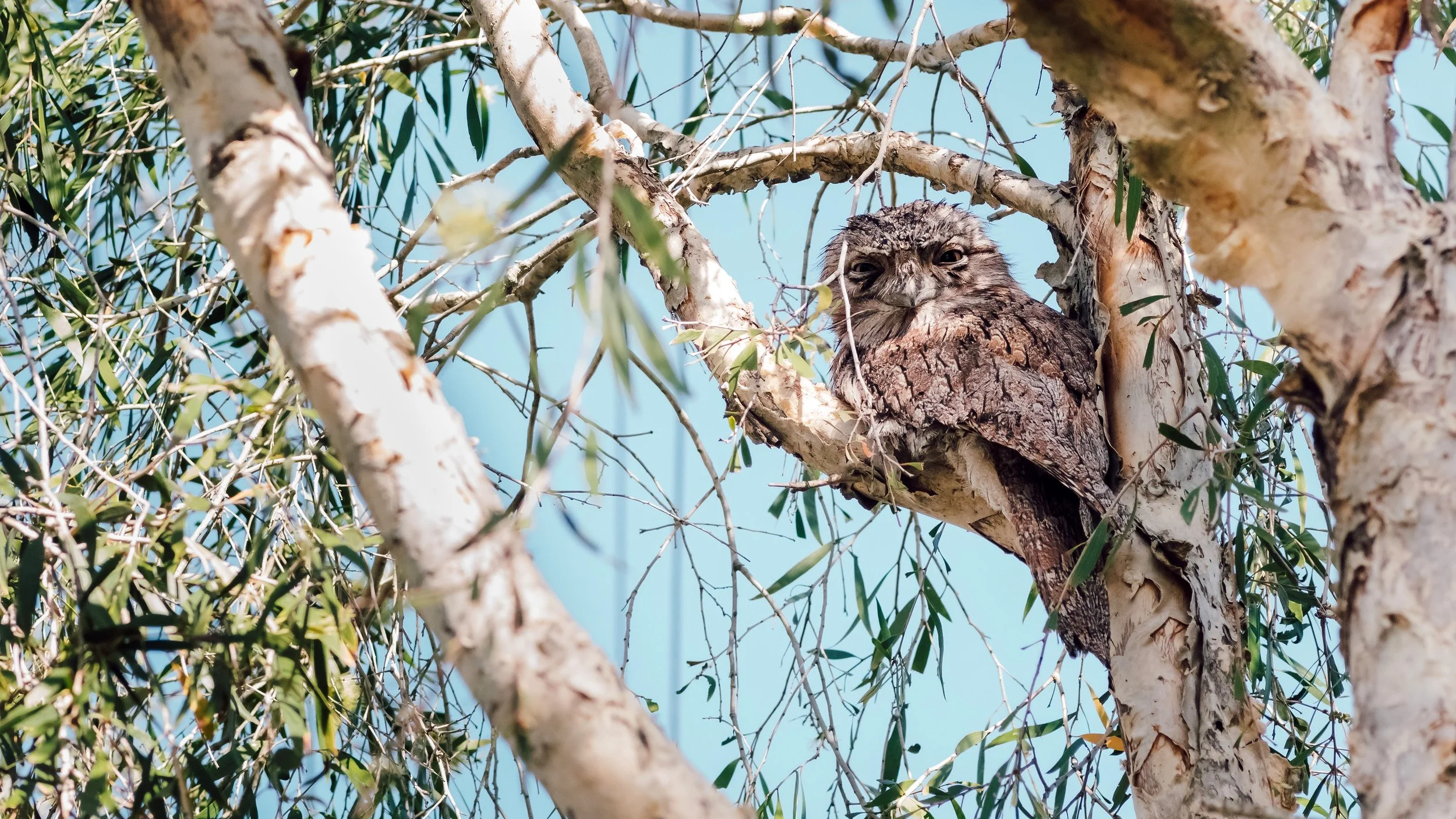 Tawny Frogmouth in a Backyard Paperbark, Deagon, Brisbane, 2018