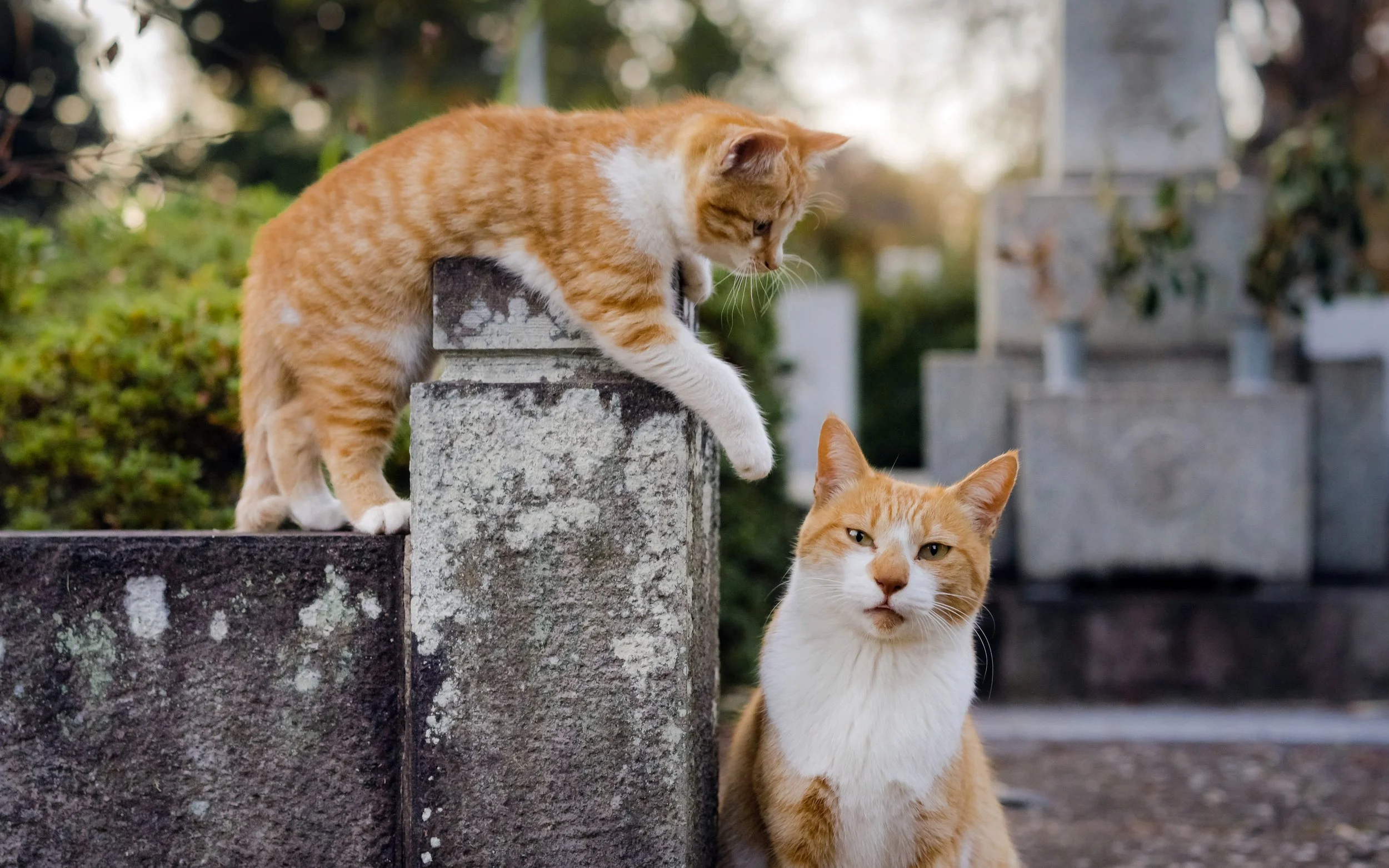 Hana & Daidai, Her High-Maintenance Offspring, Tokyo, 2020