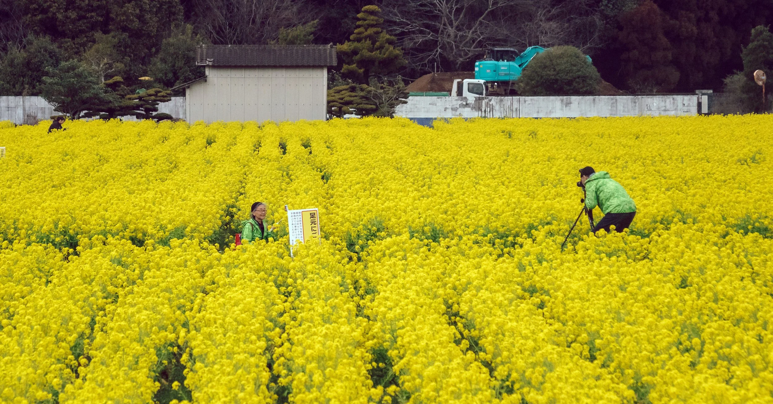 Canola Field Portrait, Fukuoka Prefecture, Japan, 2020