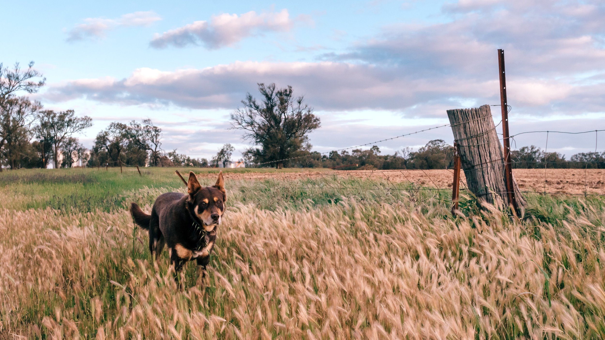 Barney on His Farm, Marnoo, Victoria, 2025