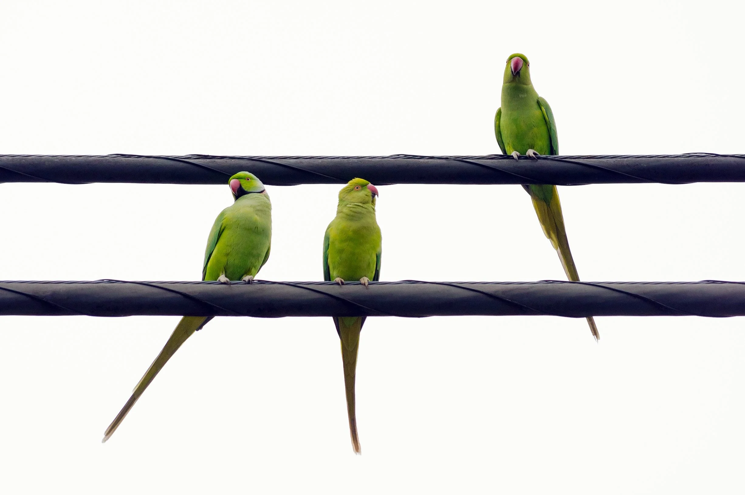 Feral Parakeets, Toshima Ward, Tokyo, 2020