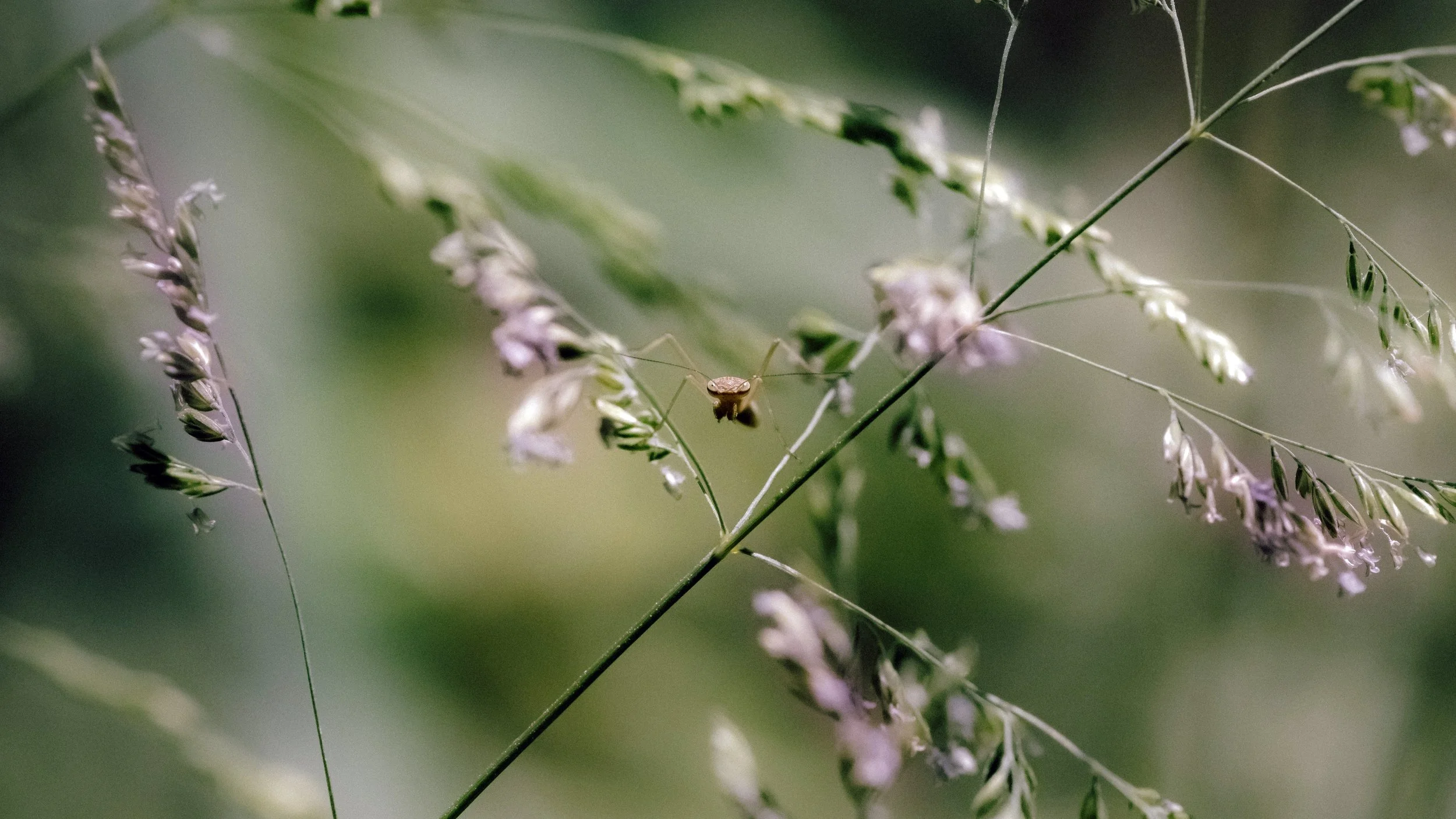 Stalk & Stalker, Hachioji, Japan, 2021