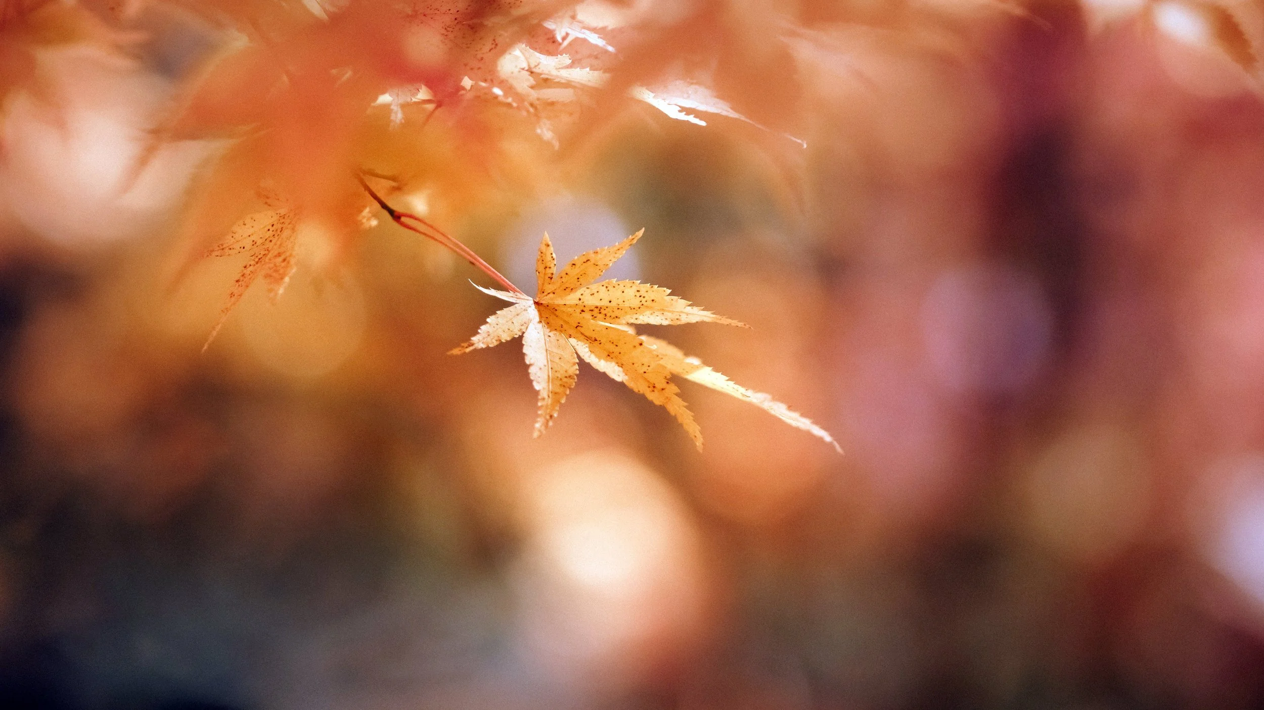 Just Like Honey, Yamanashi, Japan, 2021