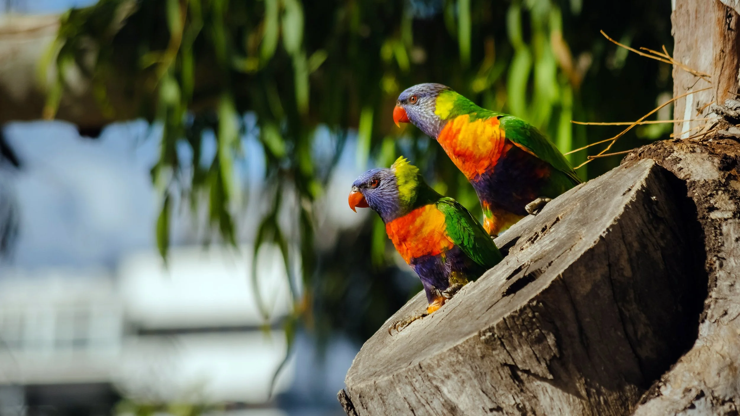 Proud Home-Owners, Adelaide, 2023
