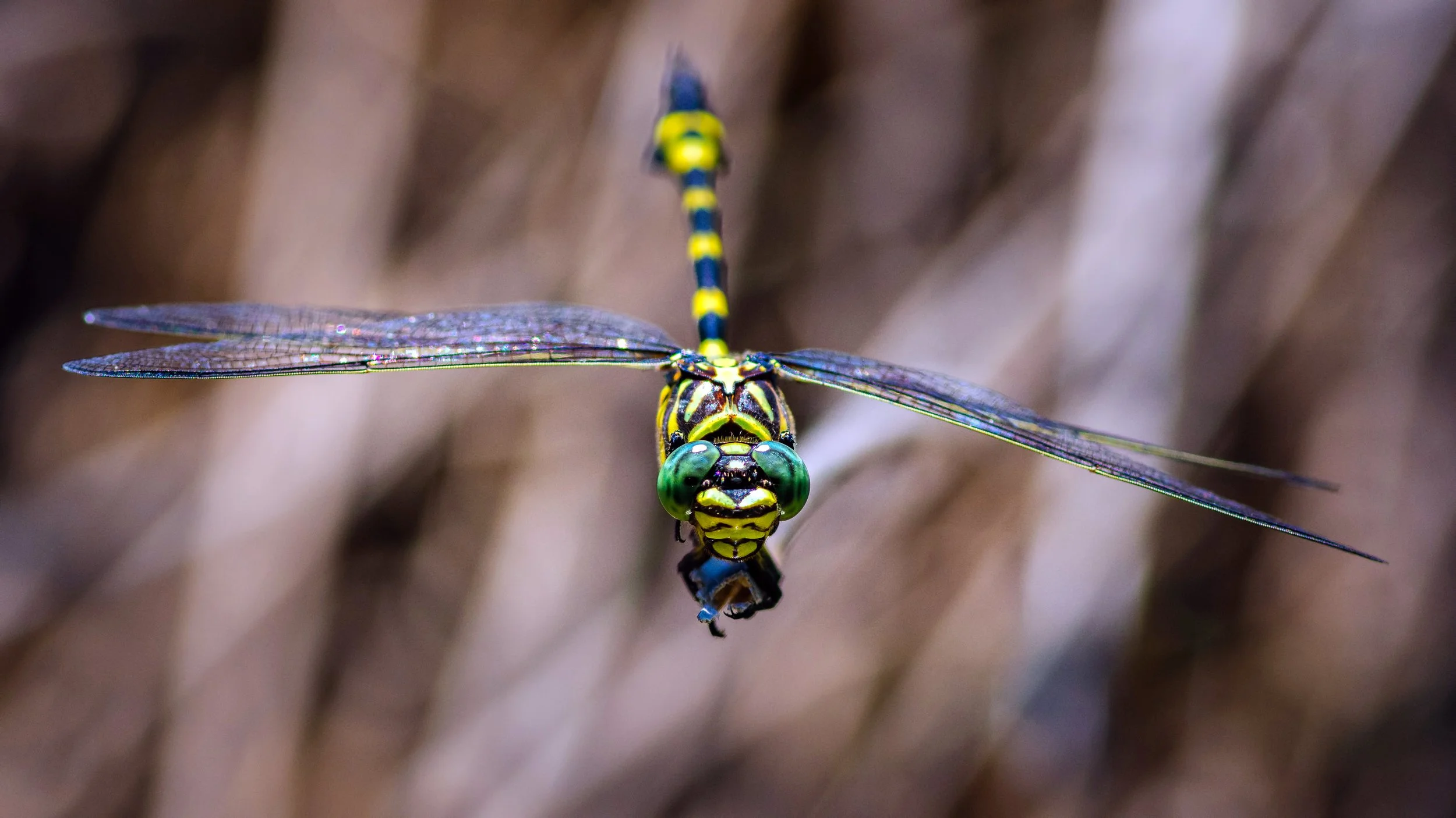 Eyes of an Australian Tiger, Sandgate, Brisbane, 2016