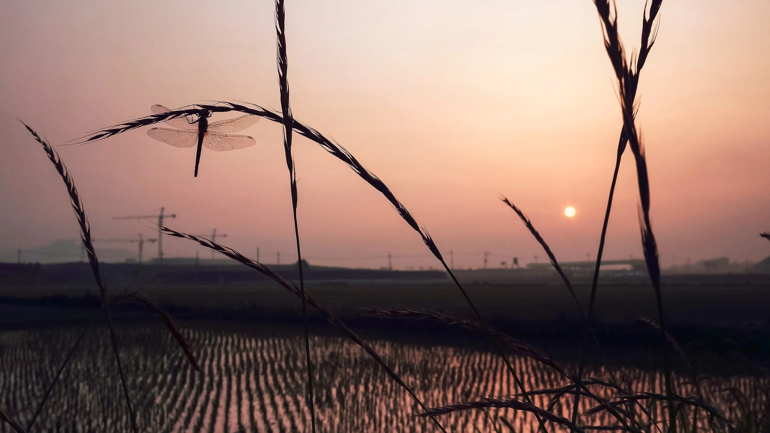Dragonfly Dawn, Yulha, South Korea, 2013
