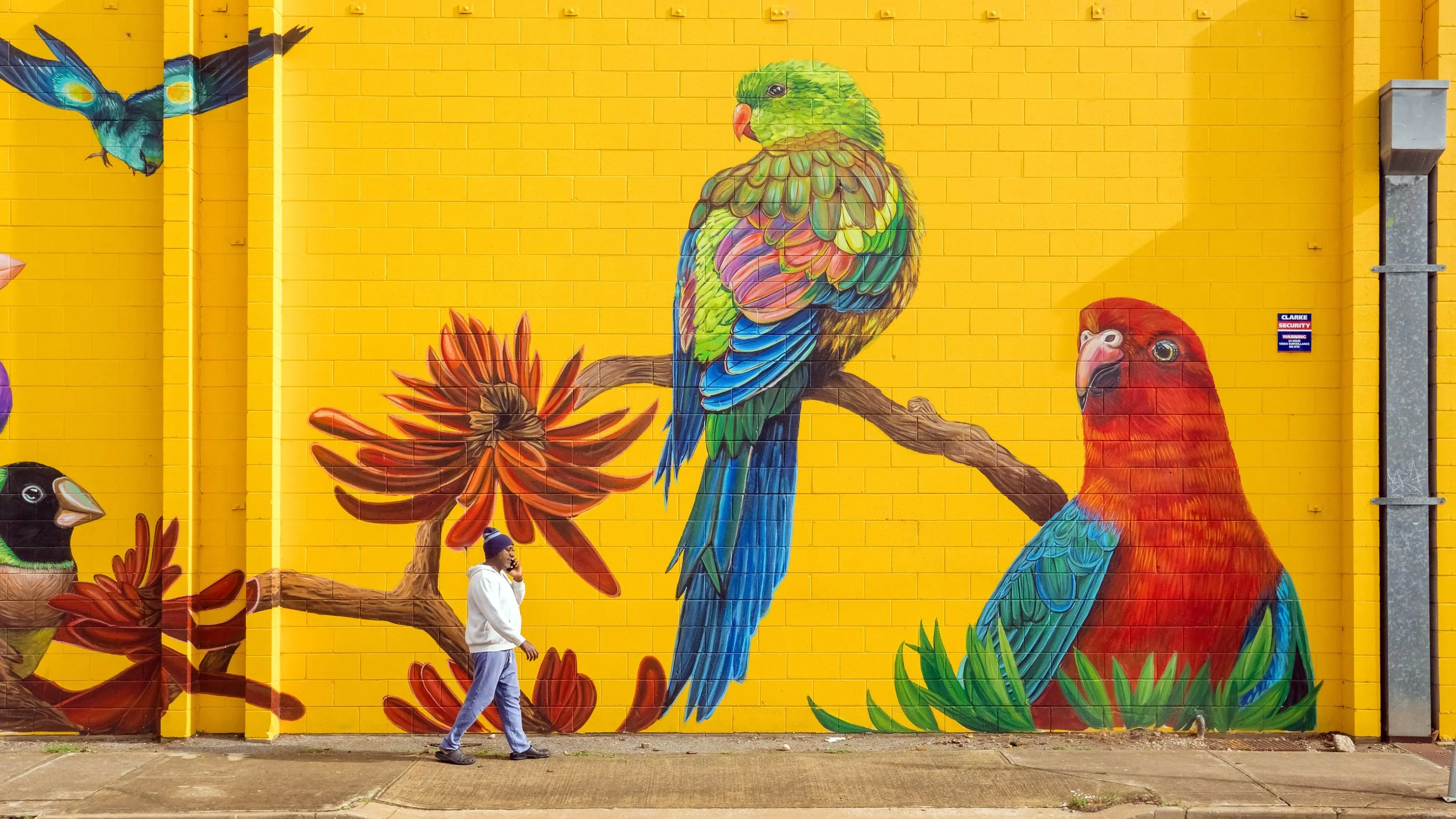 Street of Giant Parrots, Underdale, Adelaide, 2023