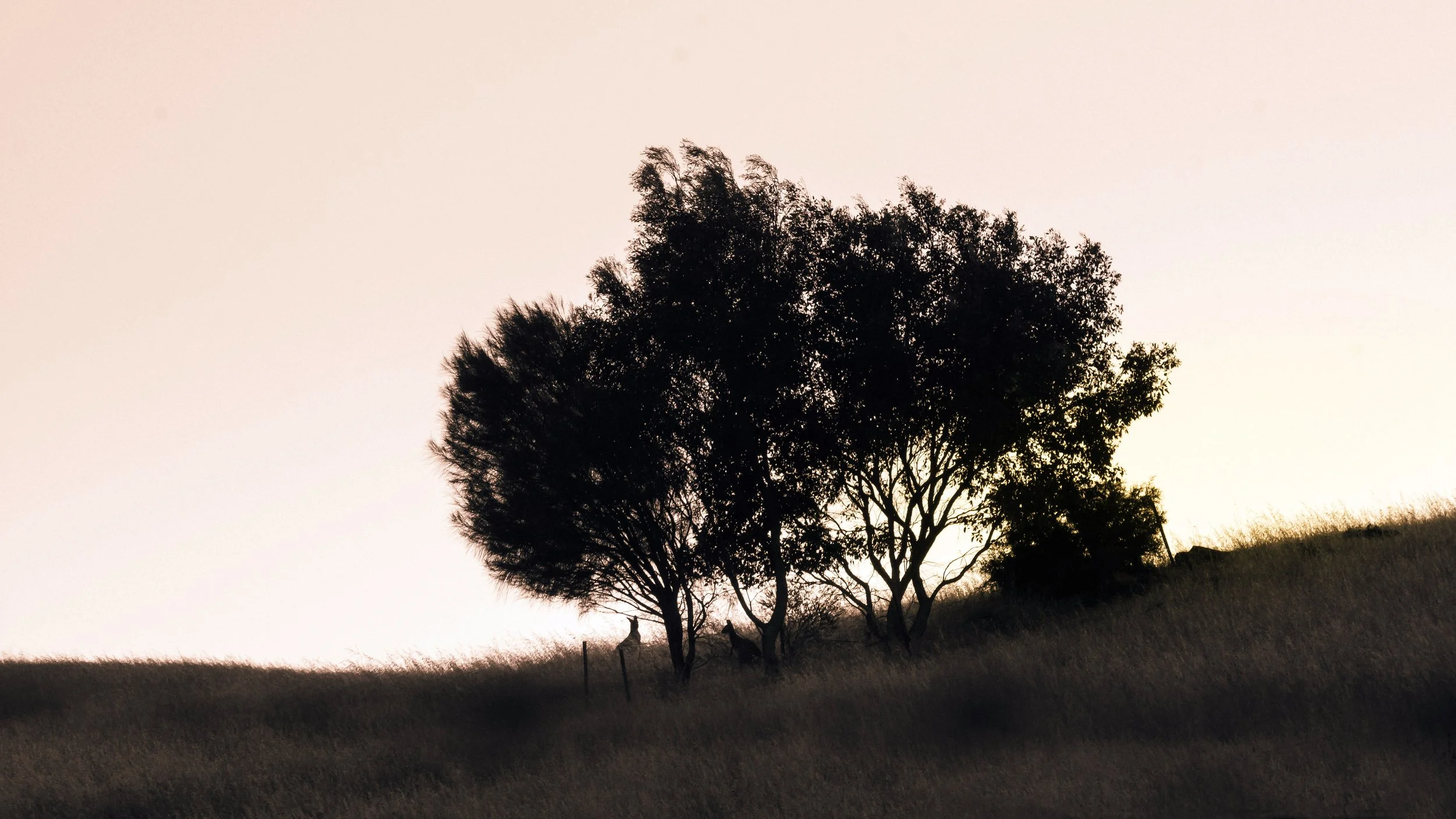Resting Roos, Early Morning, Pewsey Vale, South Australia, 2023