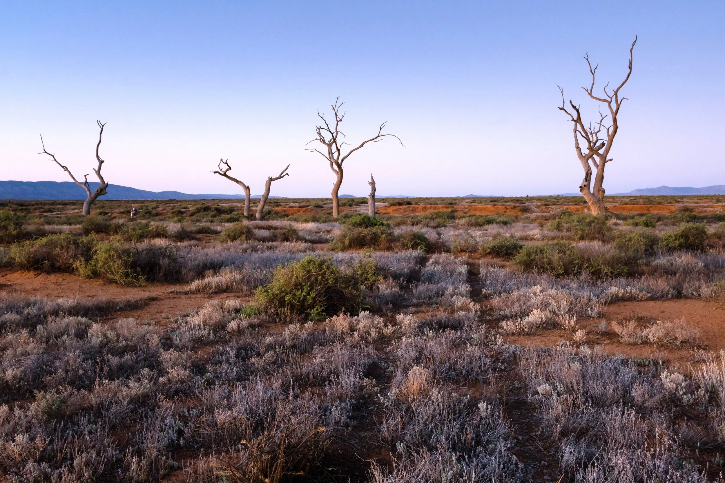 Willochra Veterans, Flinders Ranges, South Australia, 2023