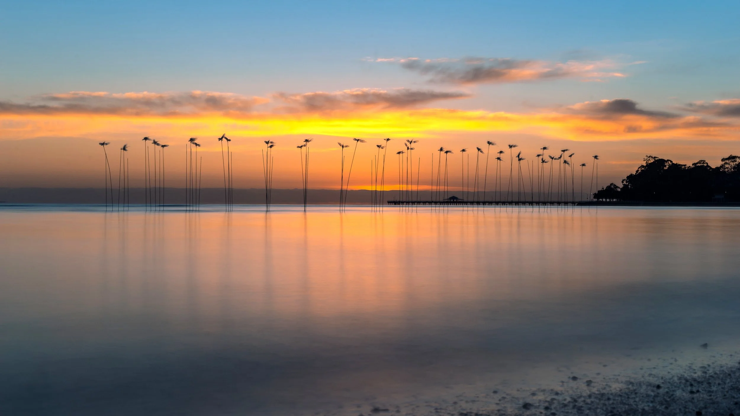 Plastic Seabirds, Sandgate, Brisbane, 2018