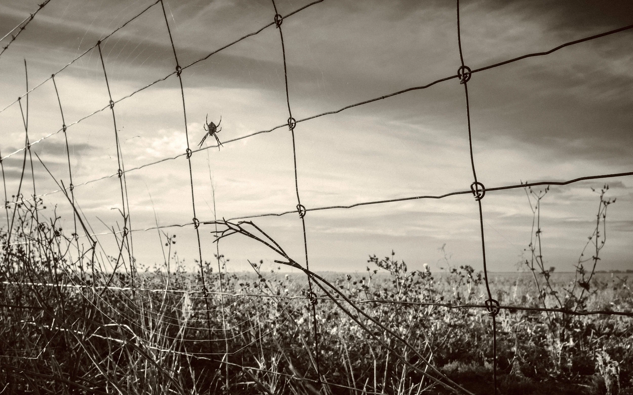 Spider & Farm Fence near Rupanyup, Victoria, 2024