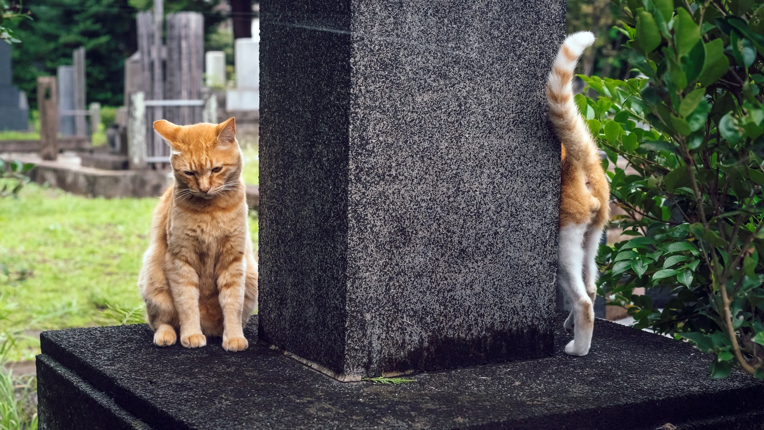 Natsu & Pi-Chan, the Uncouth Youth, Tokyo, 2020