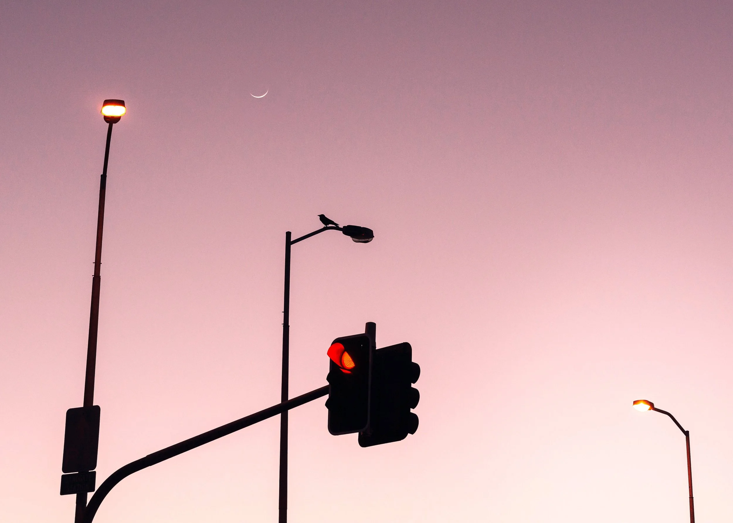 Dawn Crow & Crescent Moon, Sandgate, Brisbane, 2018