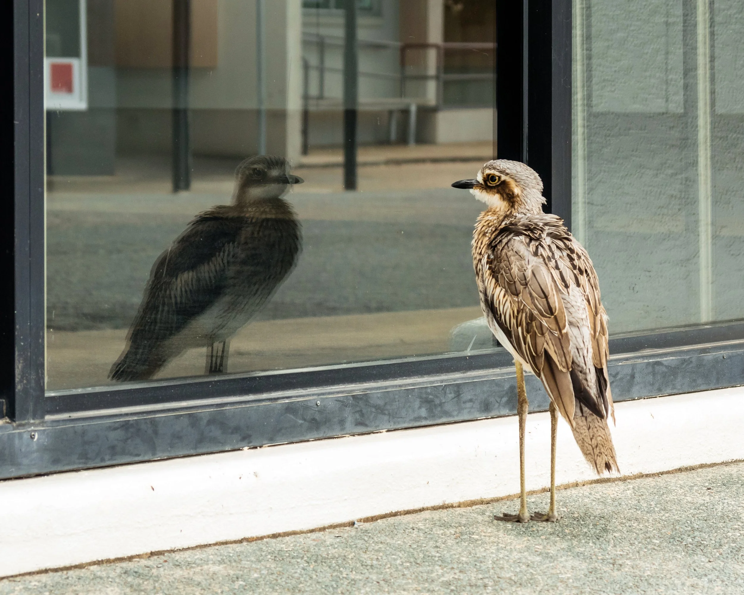 Two Bush Stone Curlews on the Main Street of Sandgate, Brisbane, 2018