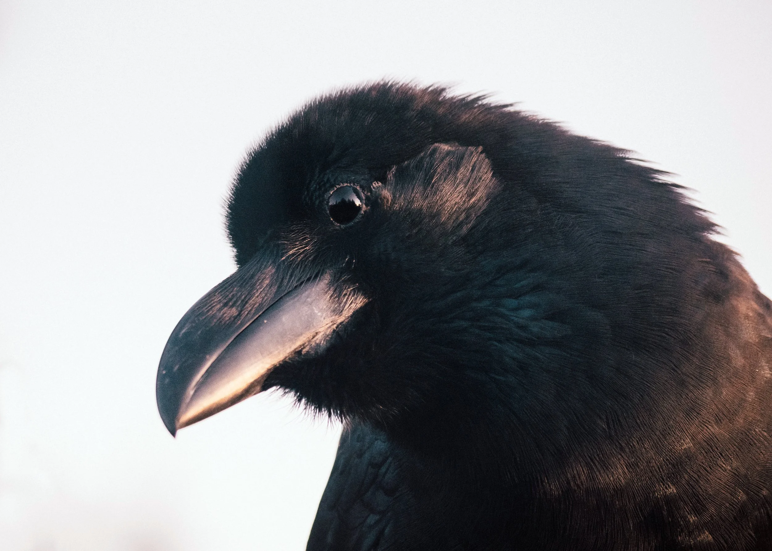 A Most Cooperative Crow, Toshima-ku, Tokyo, 2019