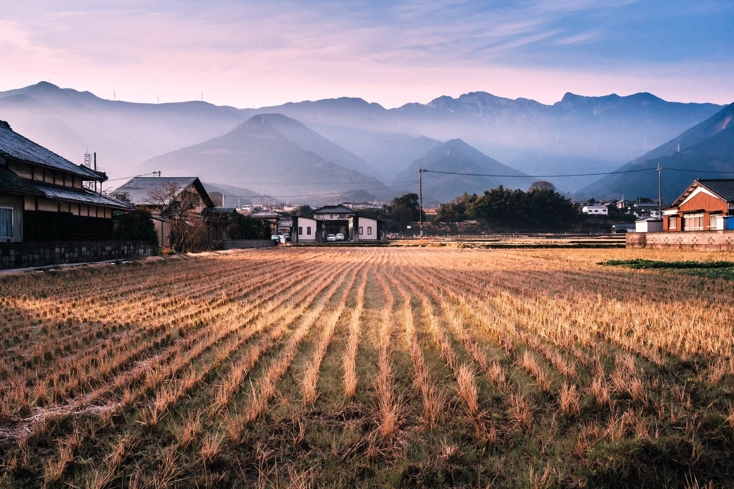 Frost on a Fallow Rice Paddy, Shikokuchūō, Ehime, Japan, 2017