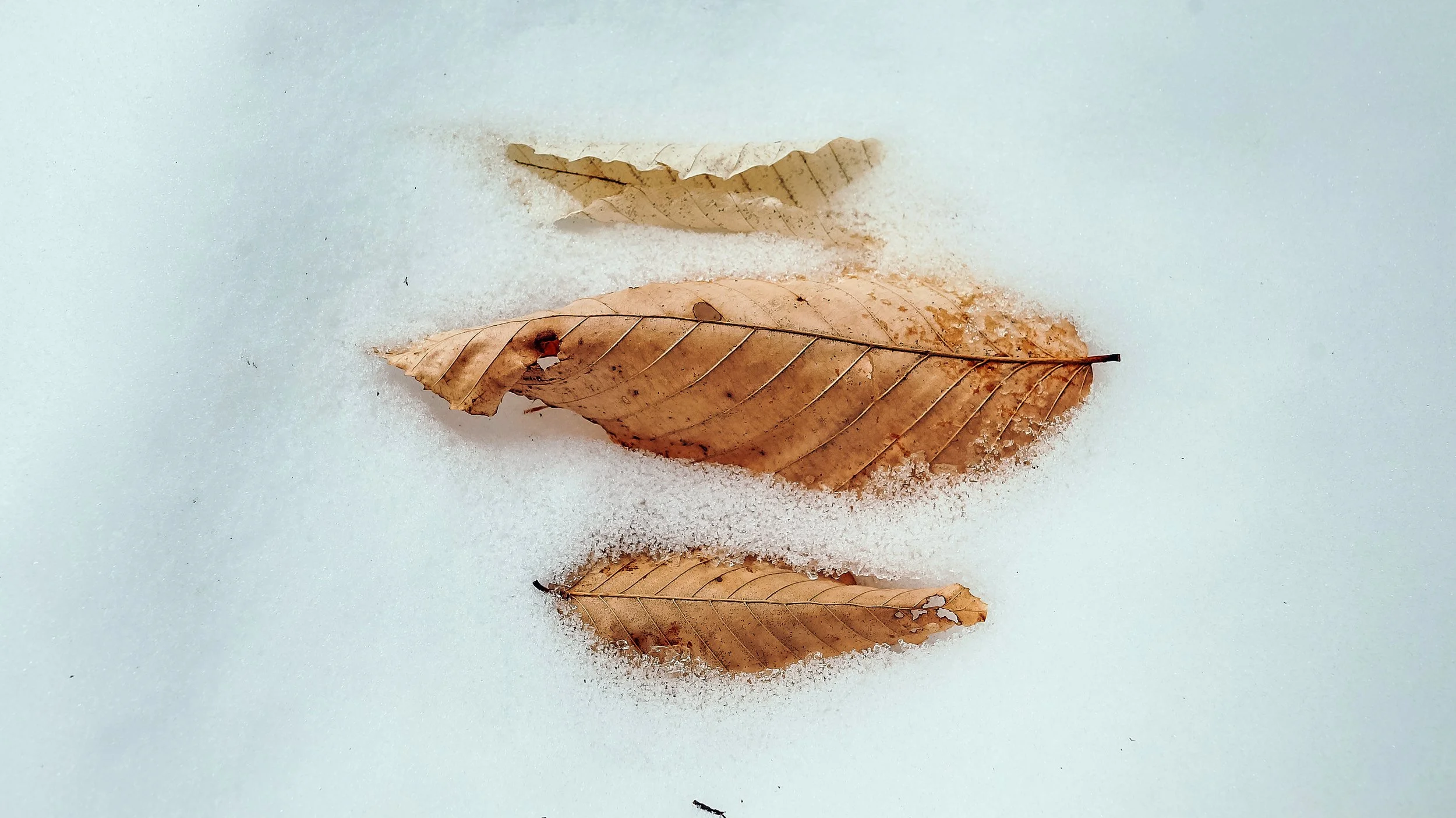 Fallen Leaves on an Adirondack Trail, Upstate New York, 2014
