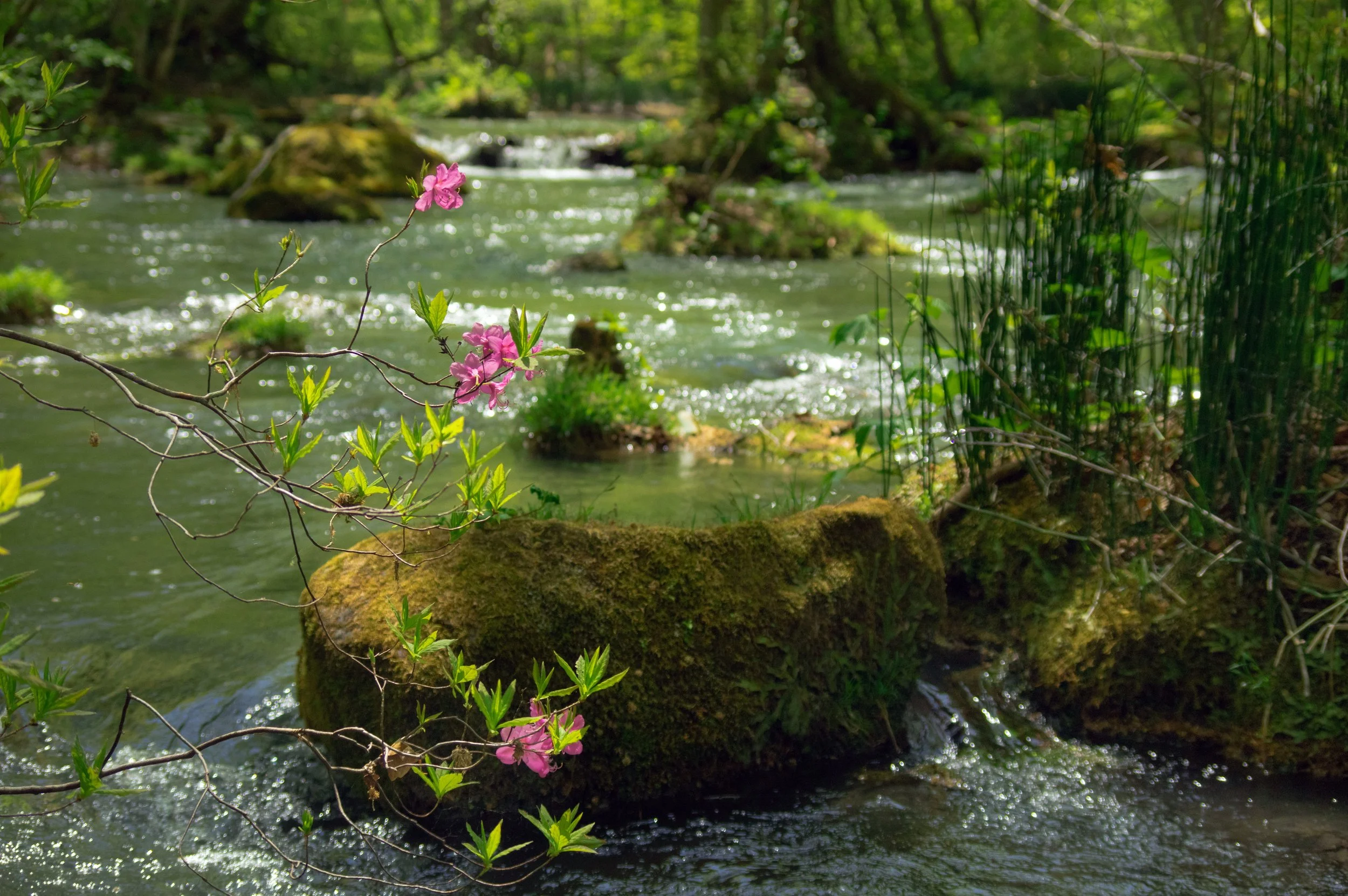 Wild Azalea, Oirase Gorge, Aomori, Japan, 2022
