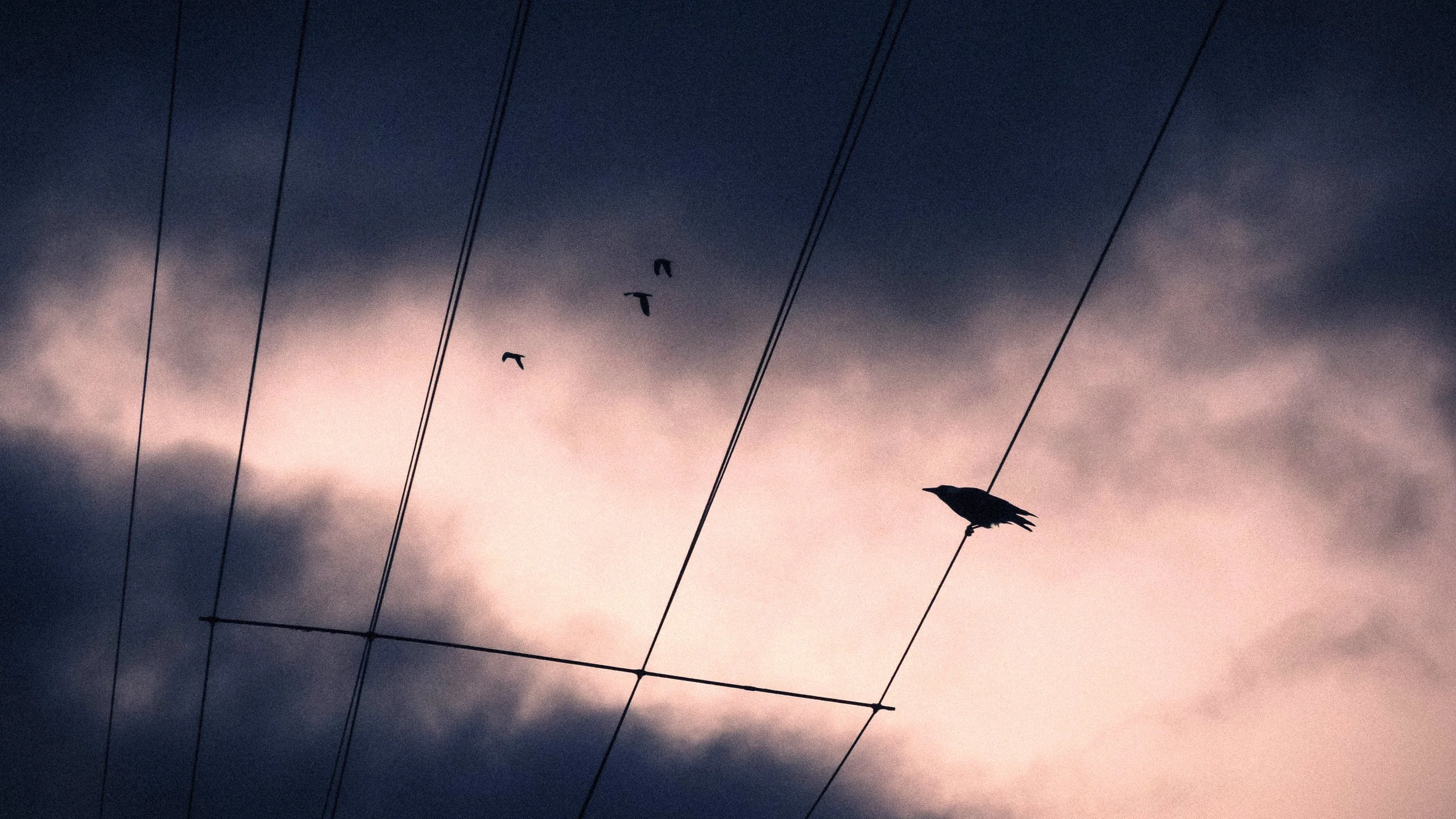 Magpie in Fading Light, Goroke, Victoria, 2024