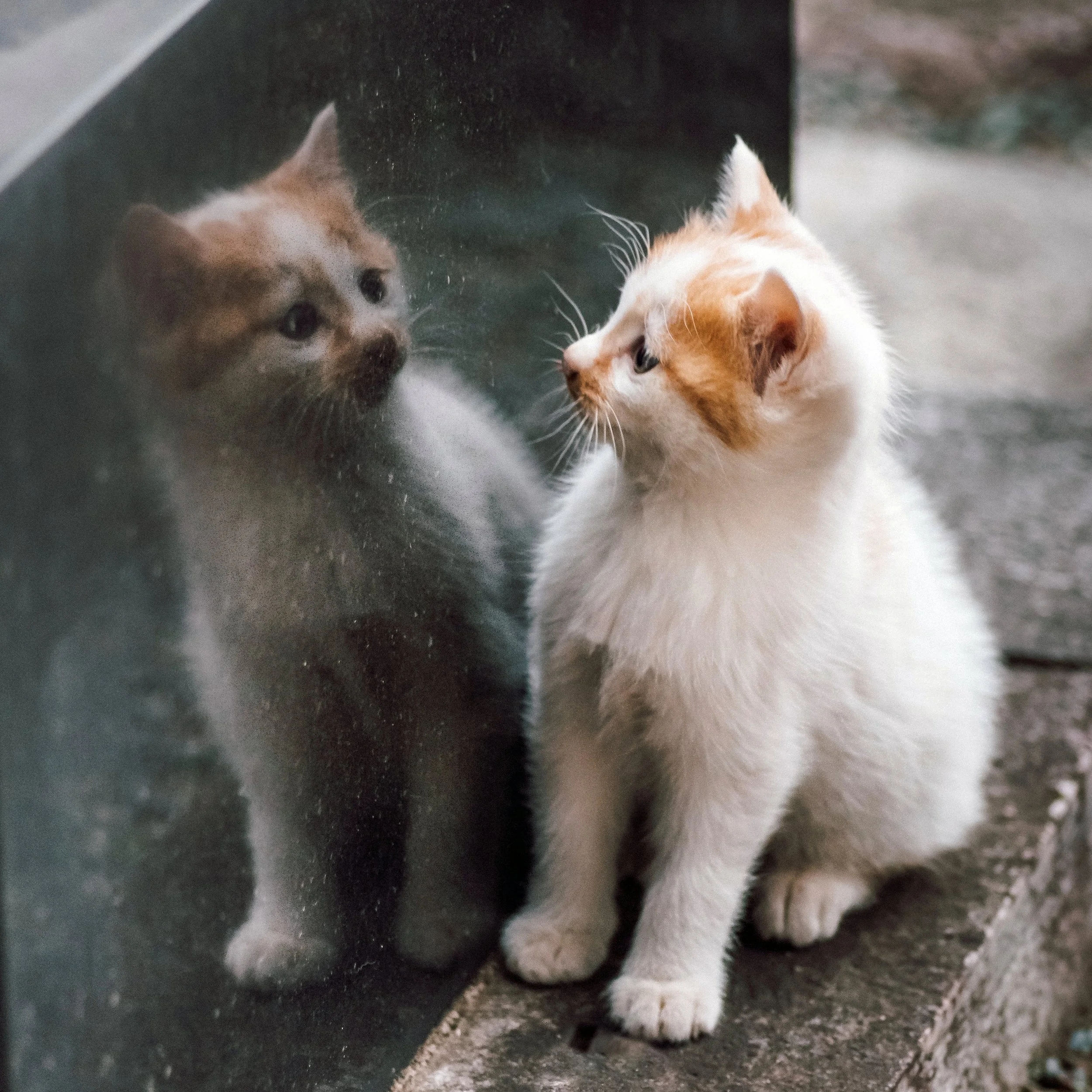 Tanpopo, a Cemetery Stray, Discovers Self, Tokyo, 2020