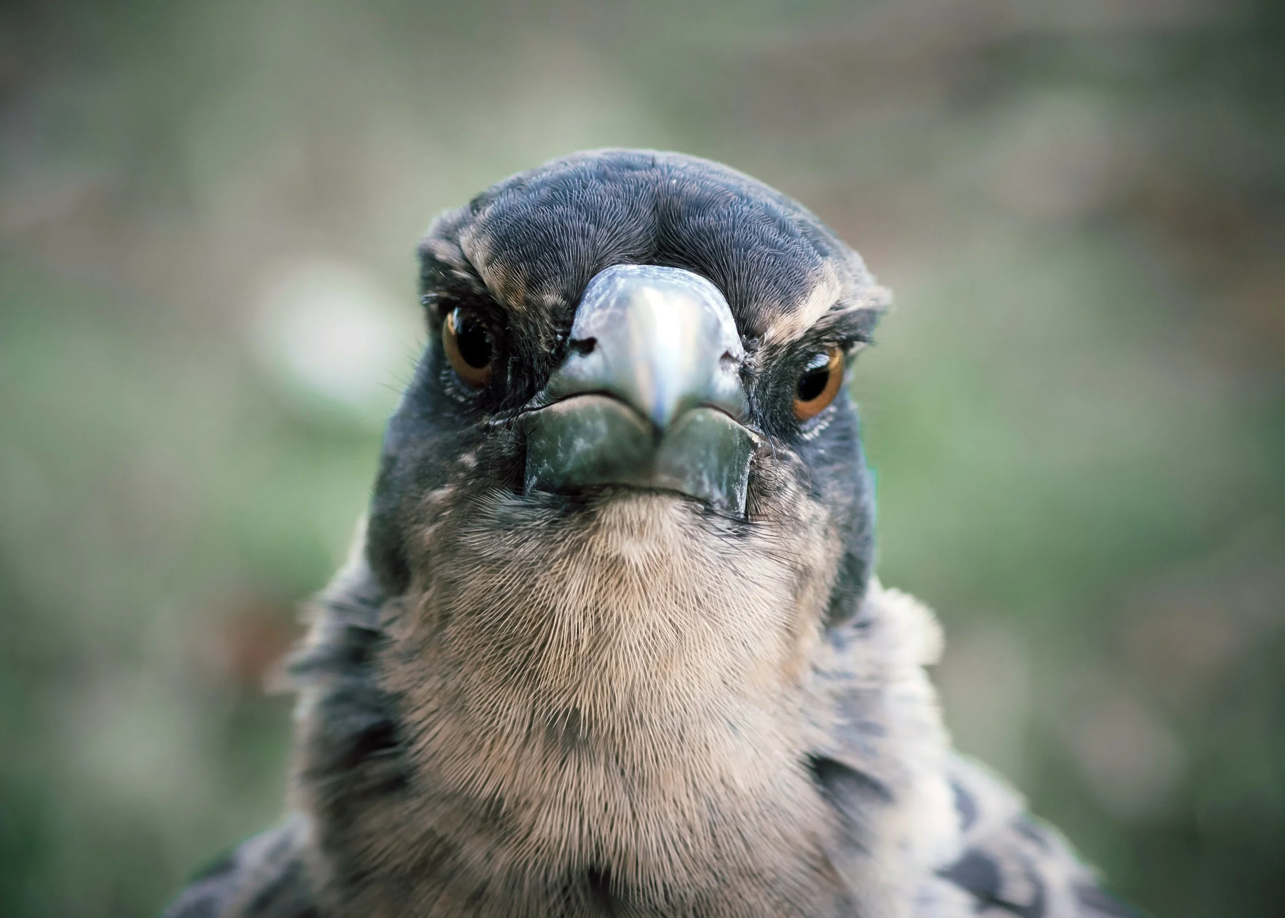 Juvenile Magpie Encounter, Sandgate, Brisbane, 2018