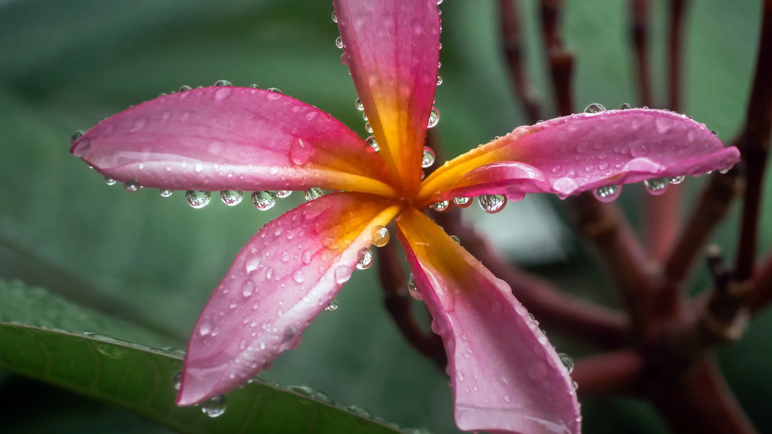 Frangipani Raindrops, Deagon, Brisbane, 2018