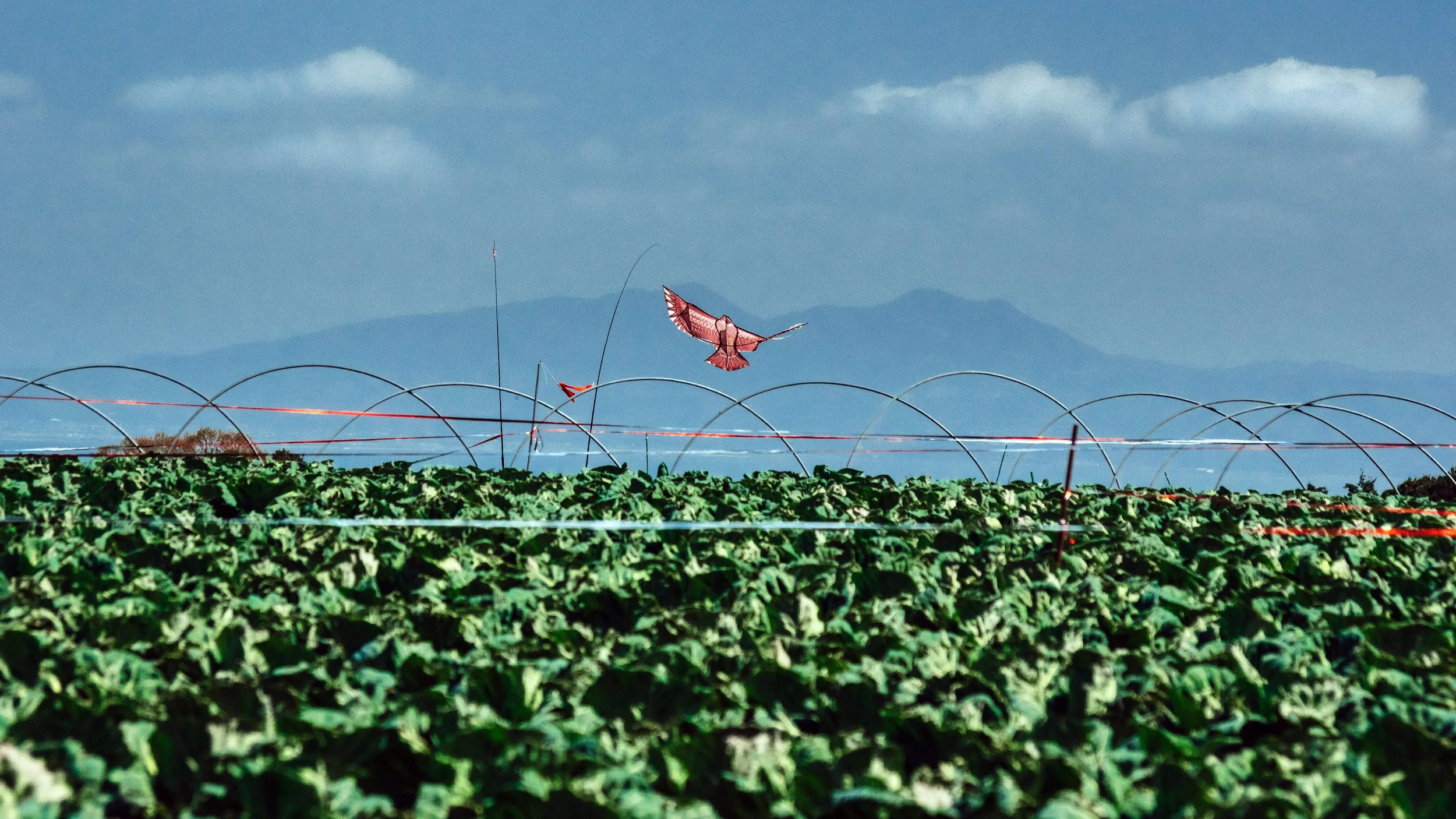 Tonbi Kite & Farmer's Field, Shimabara Peninsula, Nagasaki, Japan, 2020