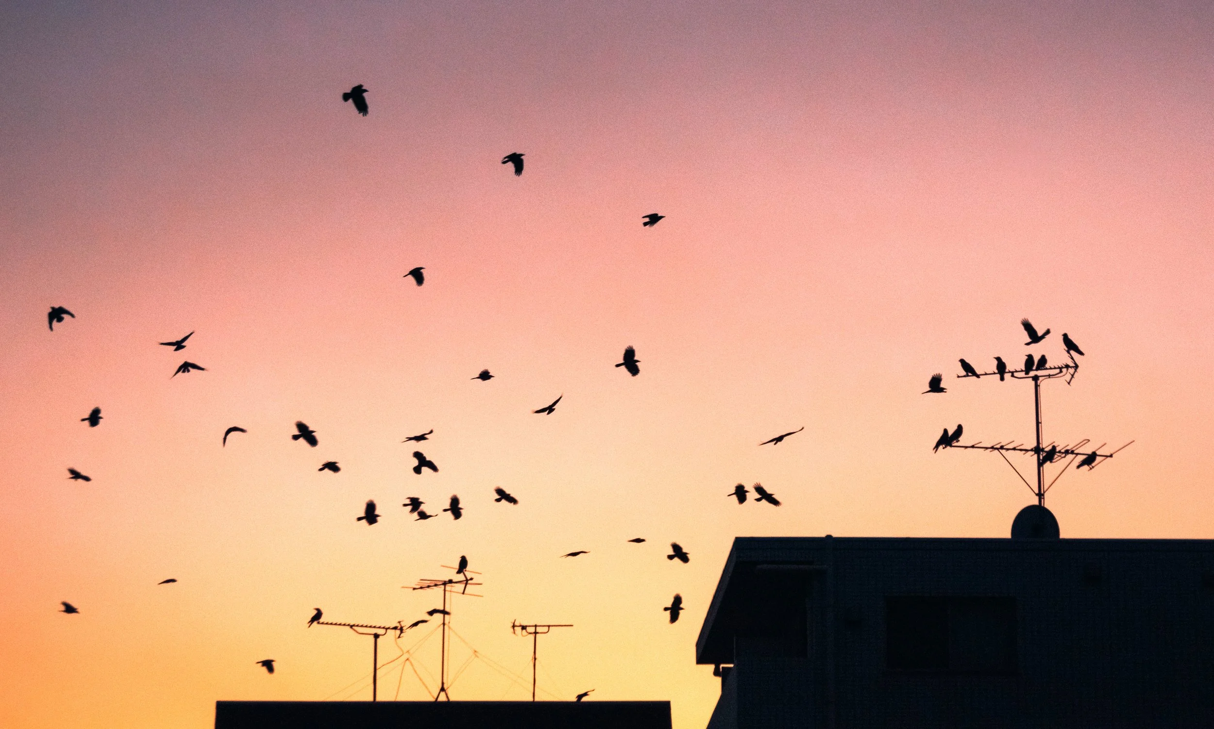 Crows Over Bunkyō-ku, Dusk, Tokyo, 2020