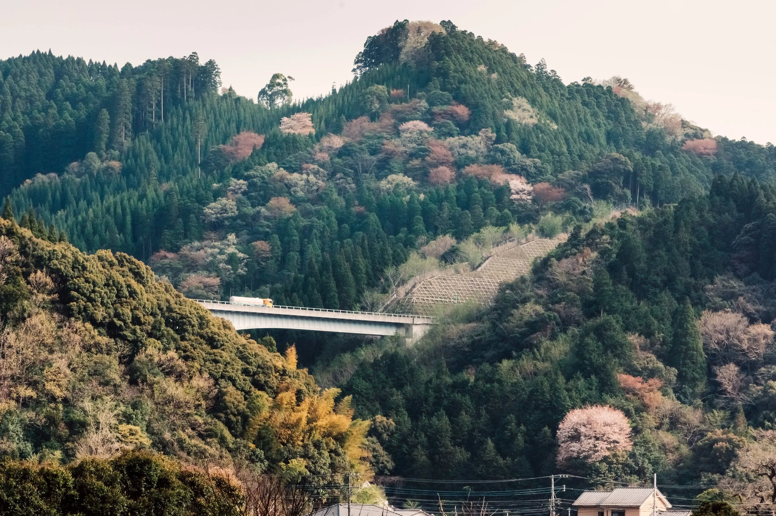 Kyushu Day 13: Highway & Wild Cherries near Saiki, Ōita, Japan, 2018