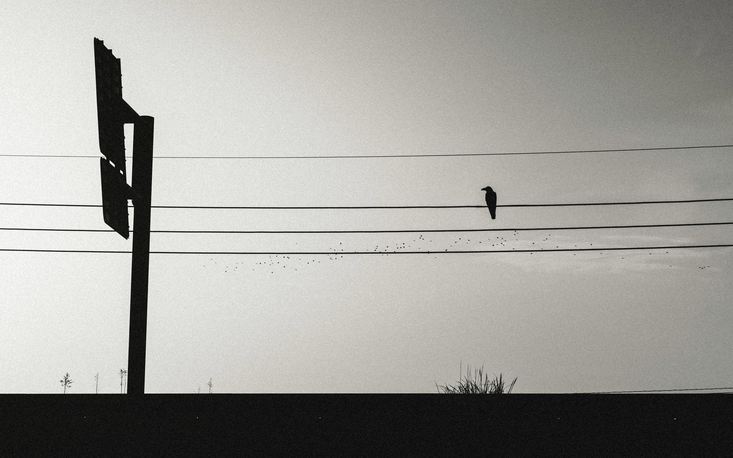 Crow from My Roadside Camp, Dawn, Kagoshima Prefecture, Japan, 2018