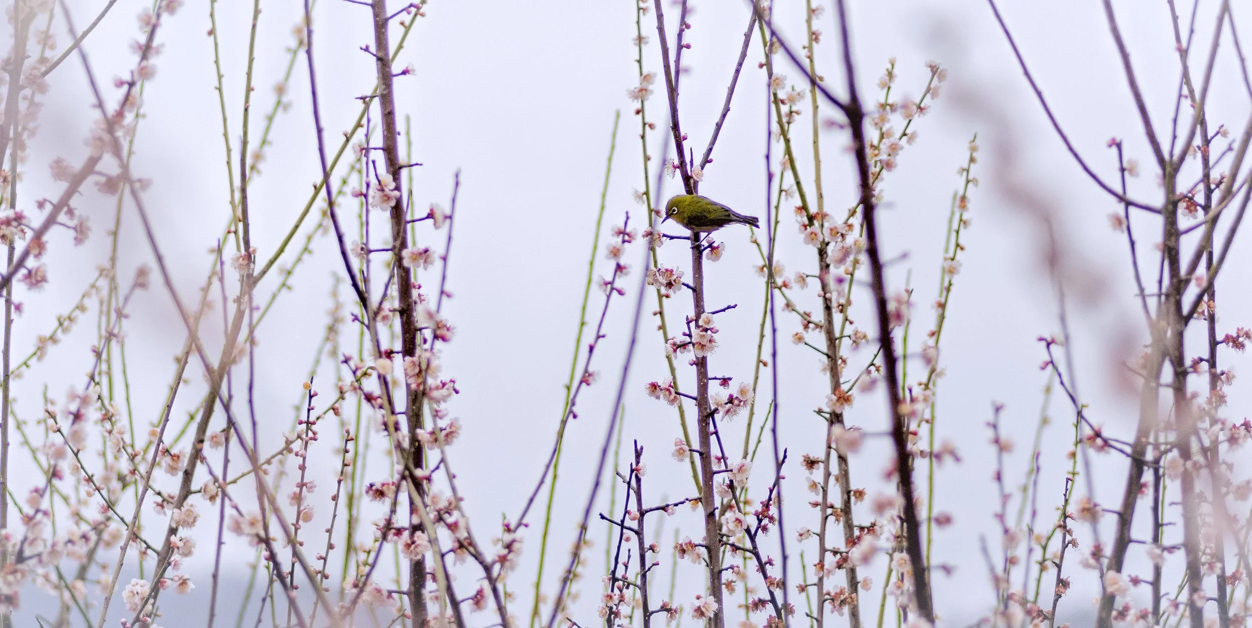 Mejiro in Roadside Sakura, Tokushima, Japan, 2017