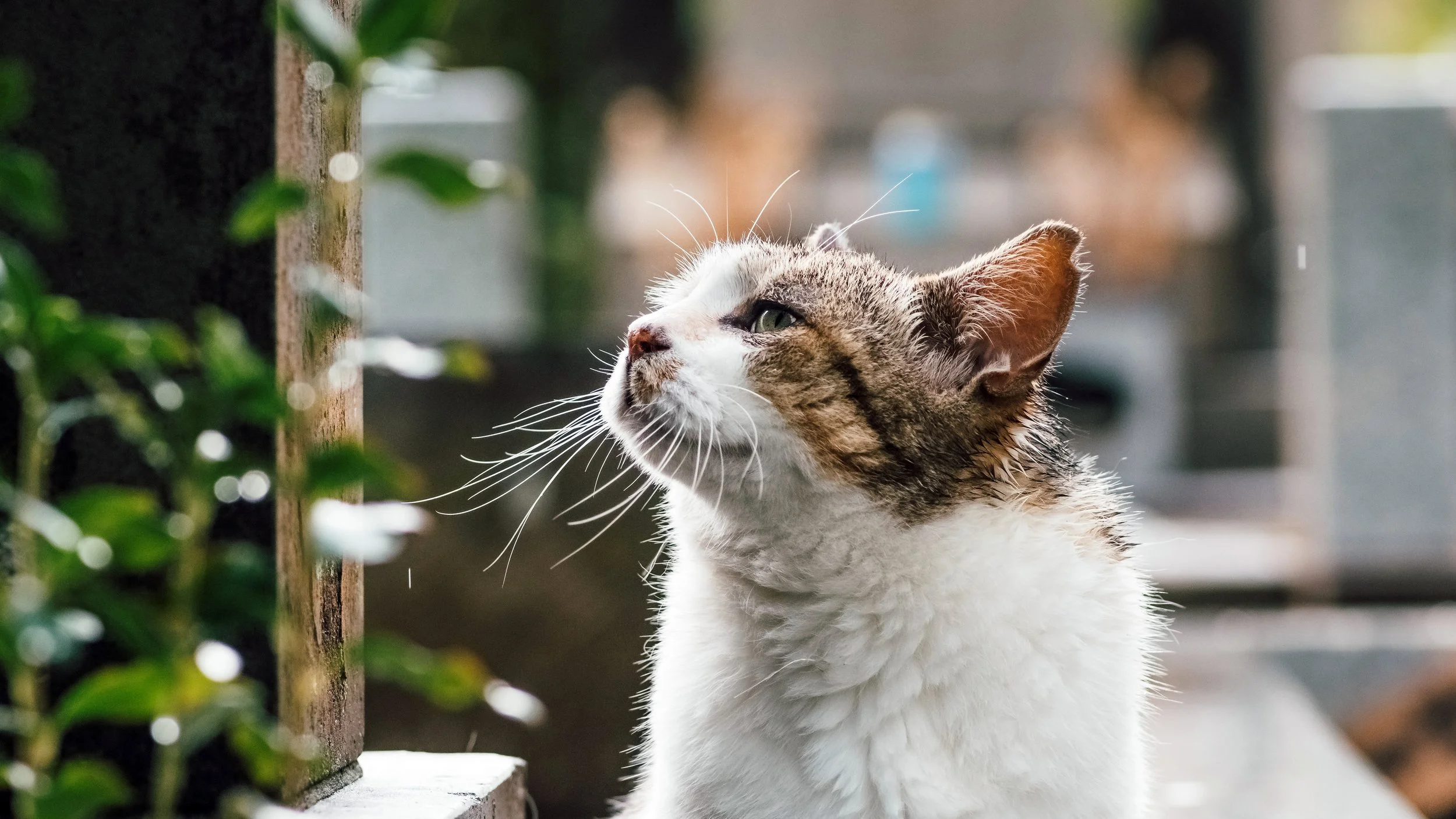 Peppina in a Tokyo Cemetery as the First Raindrops Fall, 2020