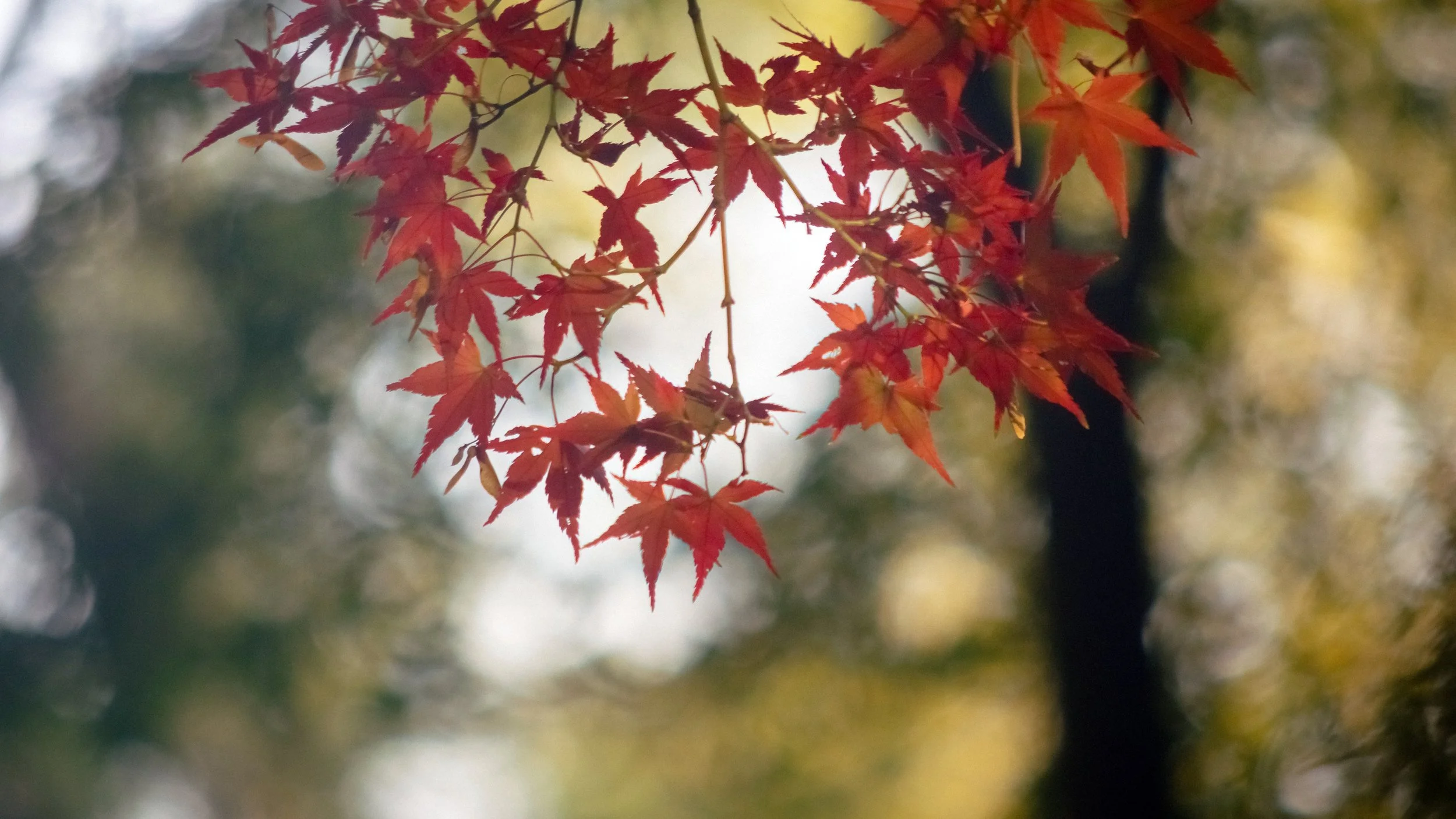 Autumn Maple Abstract, Shinjuku Gyoen, Tokyo, 2019