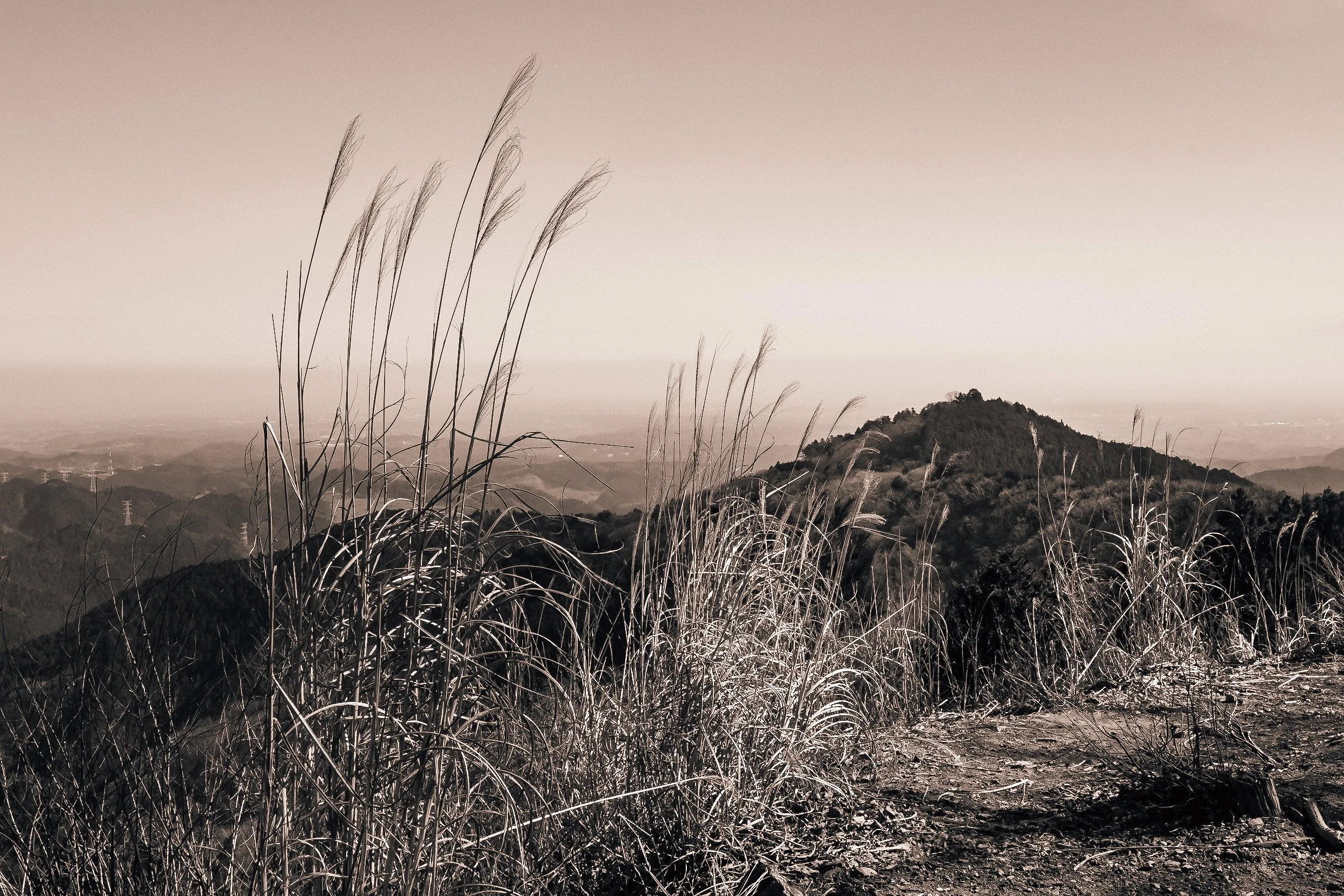 Miscanthus on an Okutama Mountaintop, Winter, Japan, 2020