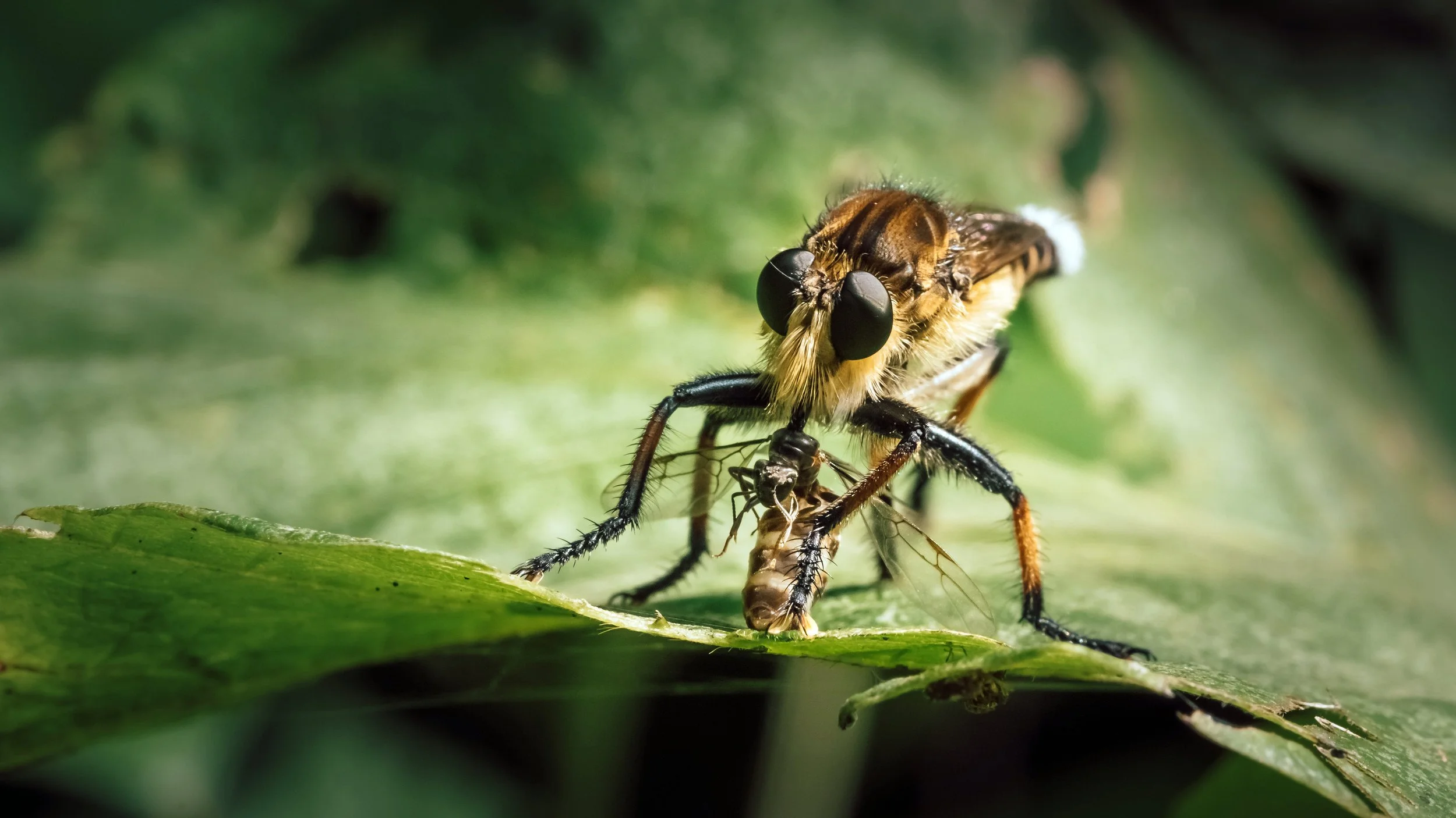 Robber Fly & Prey, Tokyo, 2020