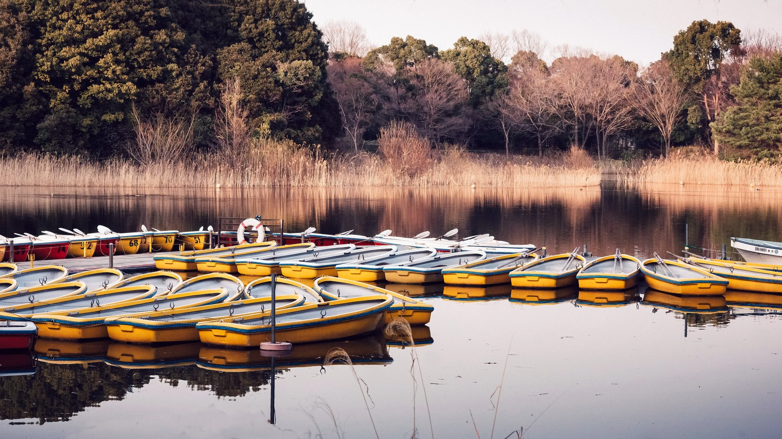 Yellow Rowboats, Showa Kinen, Tachikawa, Japan, 2018