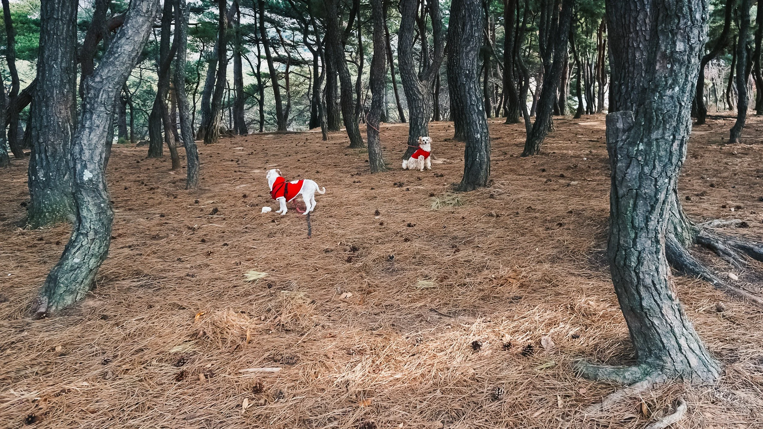 Red Jackets, Gimhae, South Korea, 2012