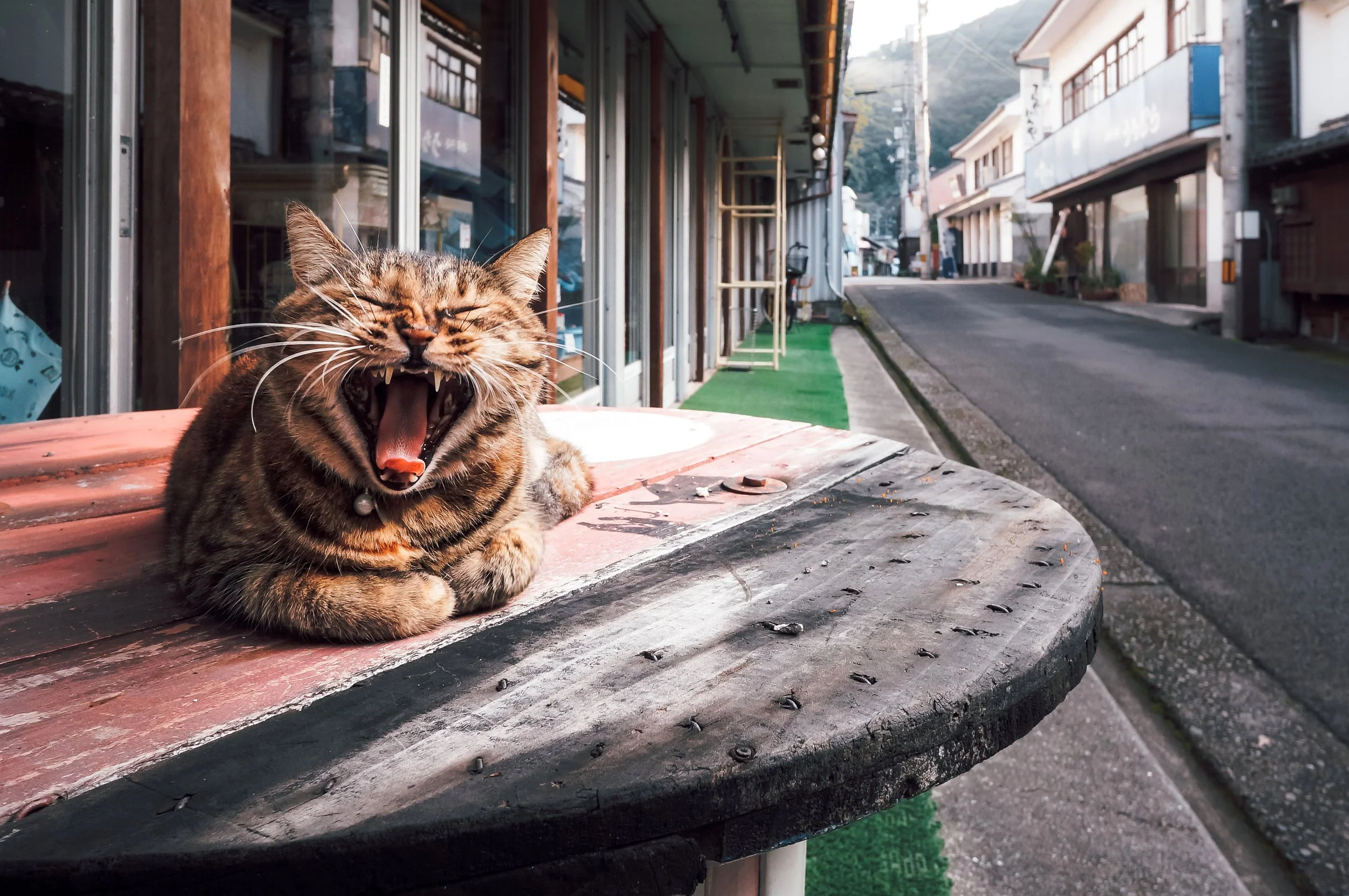 First to Rise in Sleepy Iwamatsu, Ehime, Japan, 2015