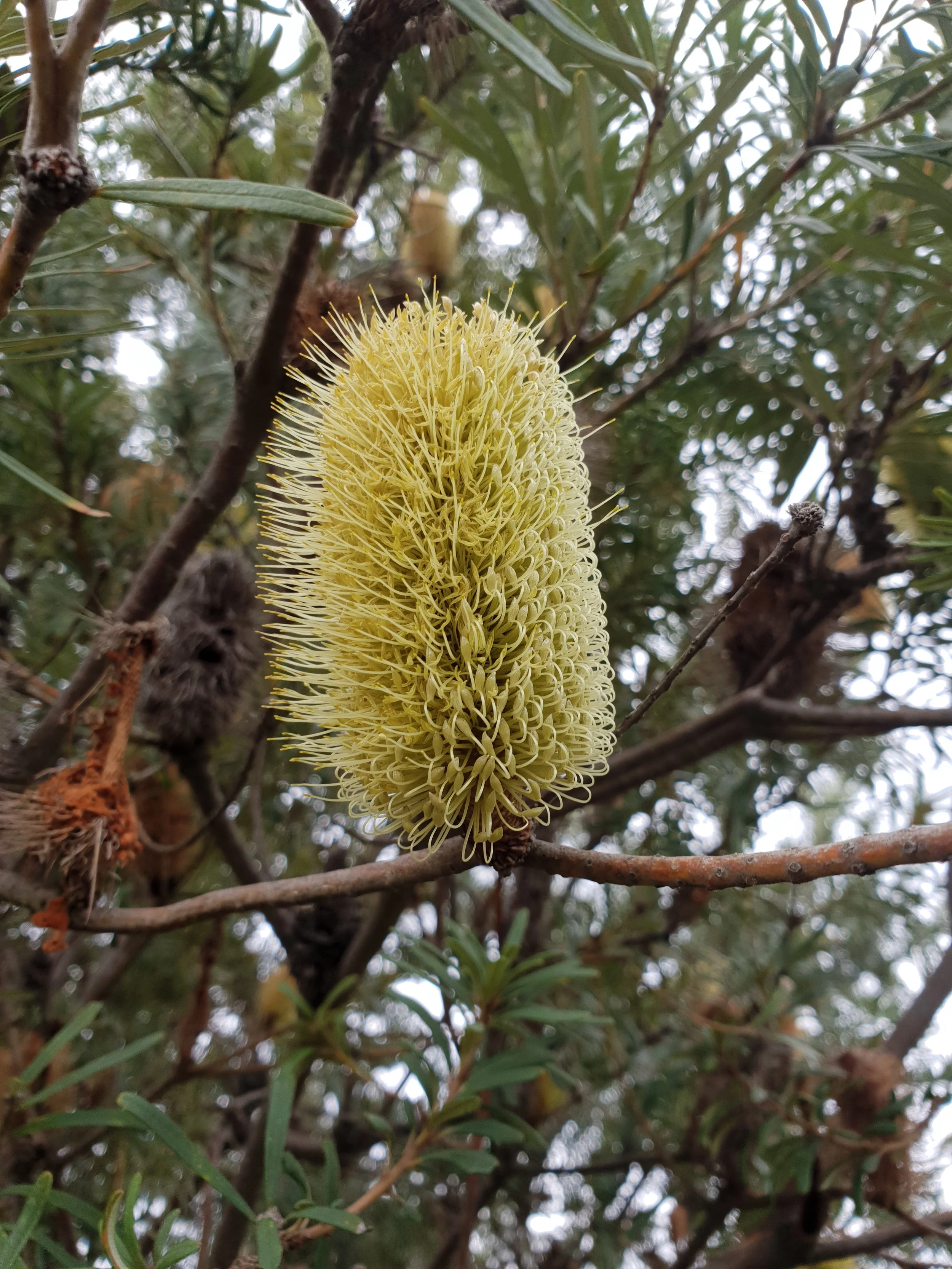 Benefits of Native Gardens