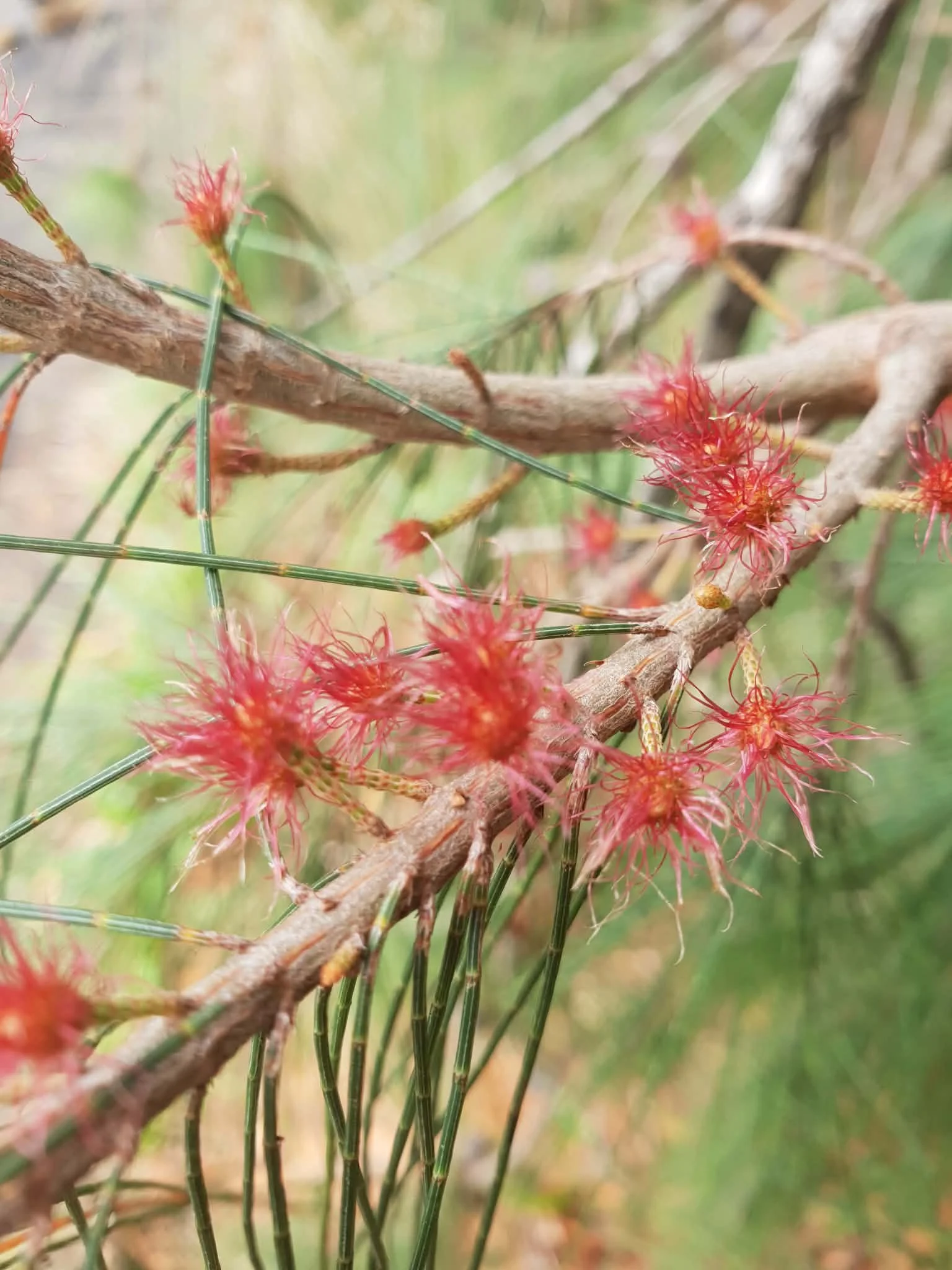 Why weed matting is bad for your garden