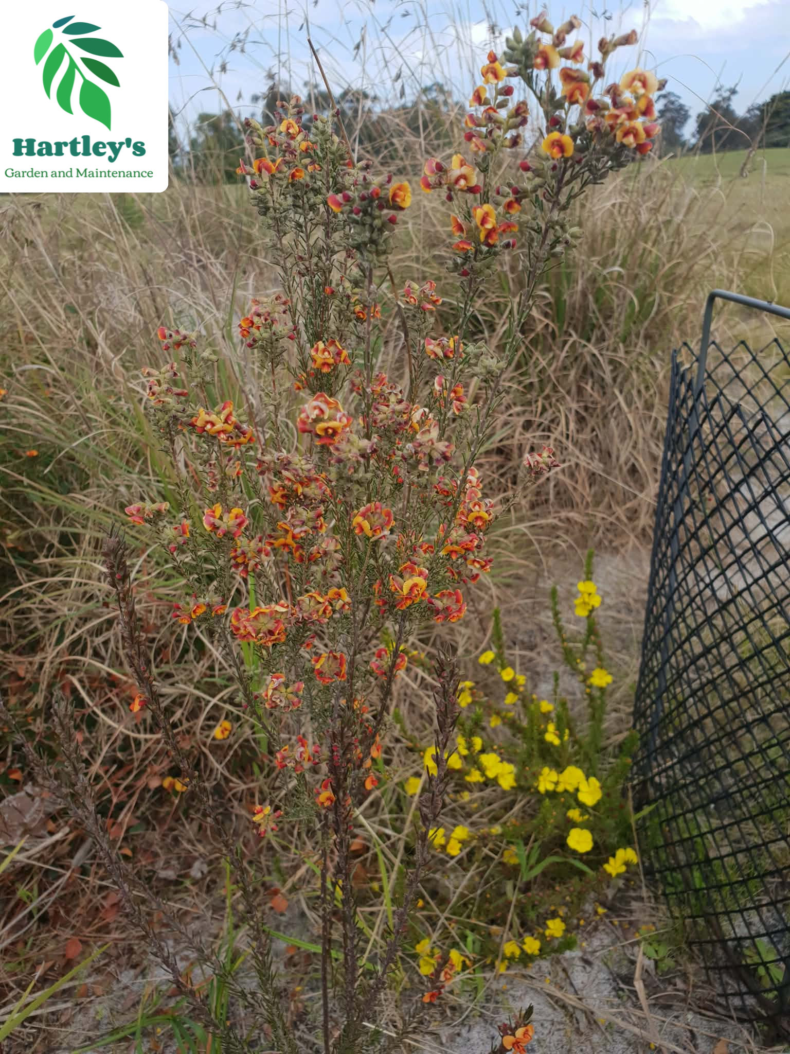 Close-up of orange and yellow flowers growing on tall slender stems in a natural outdoor setting.