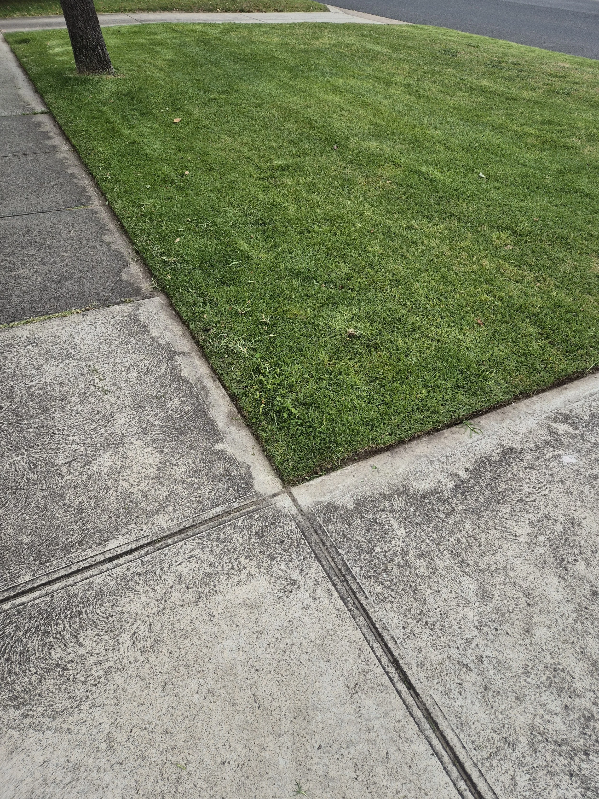 Close-up of a sidewalk and a patch of green grass with a tree trunk, with a street in the background.